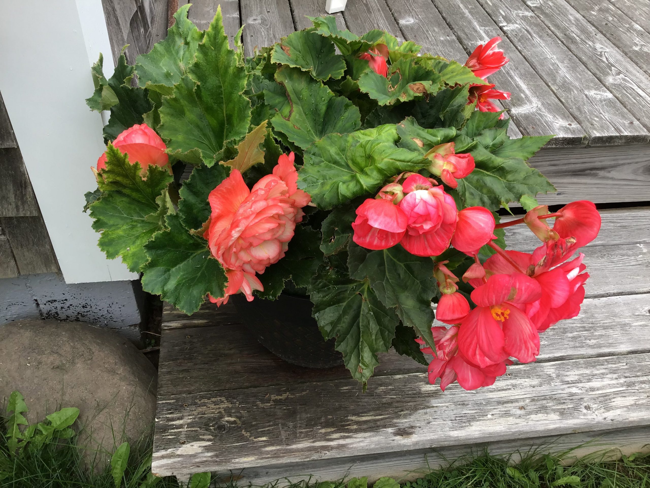 Pots of Begonias