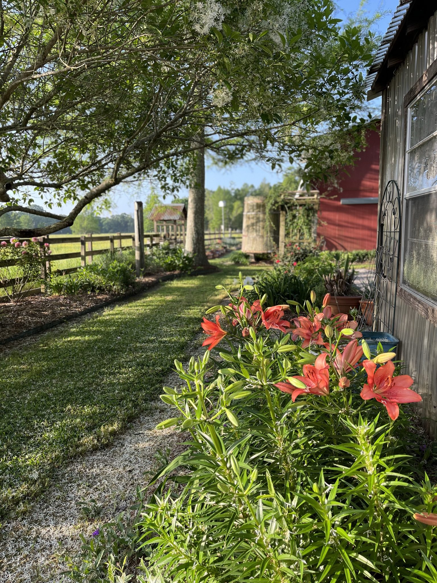 Spring Lilies