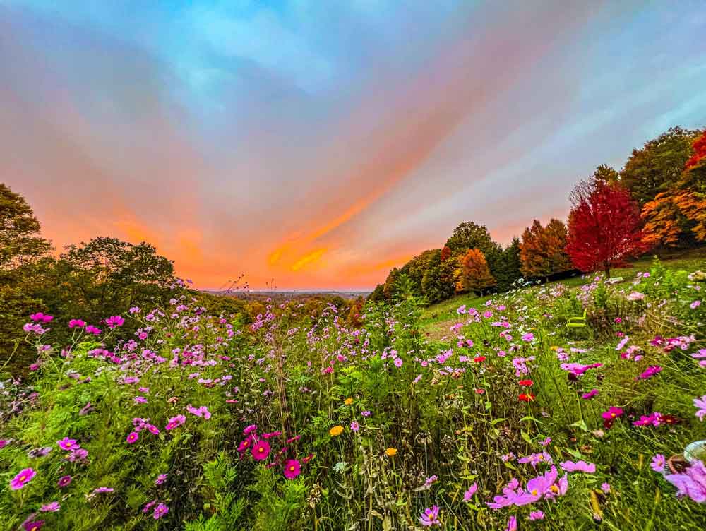 Wildflower Meadow