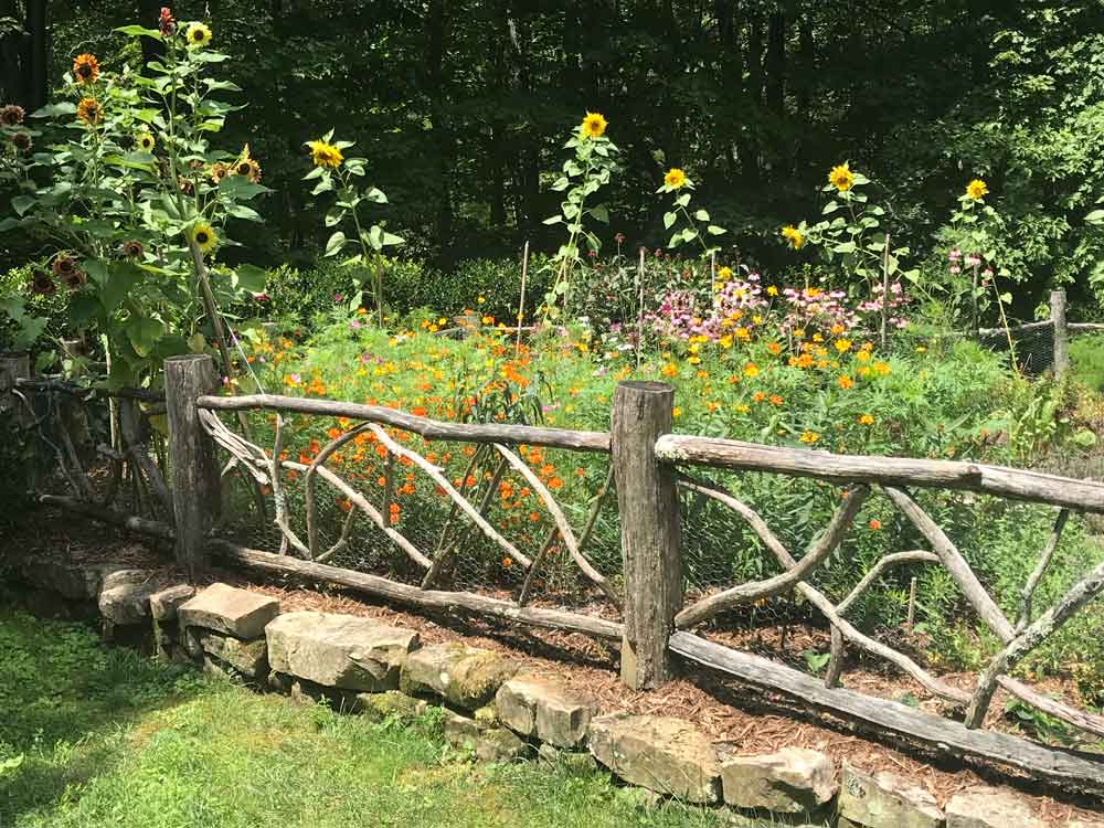 Sulphurs and Sunflowers!!