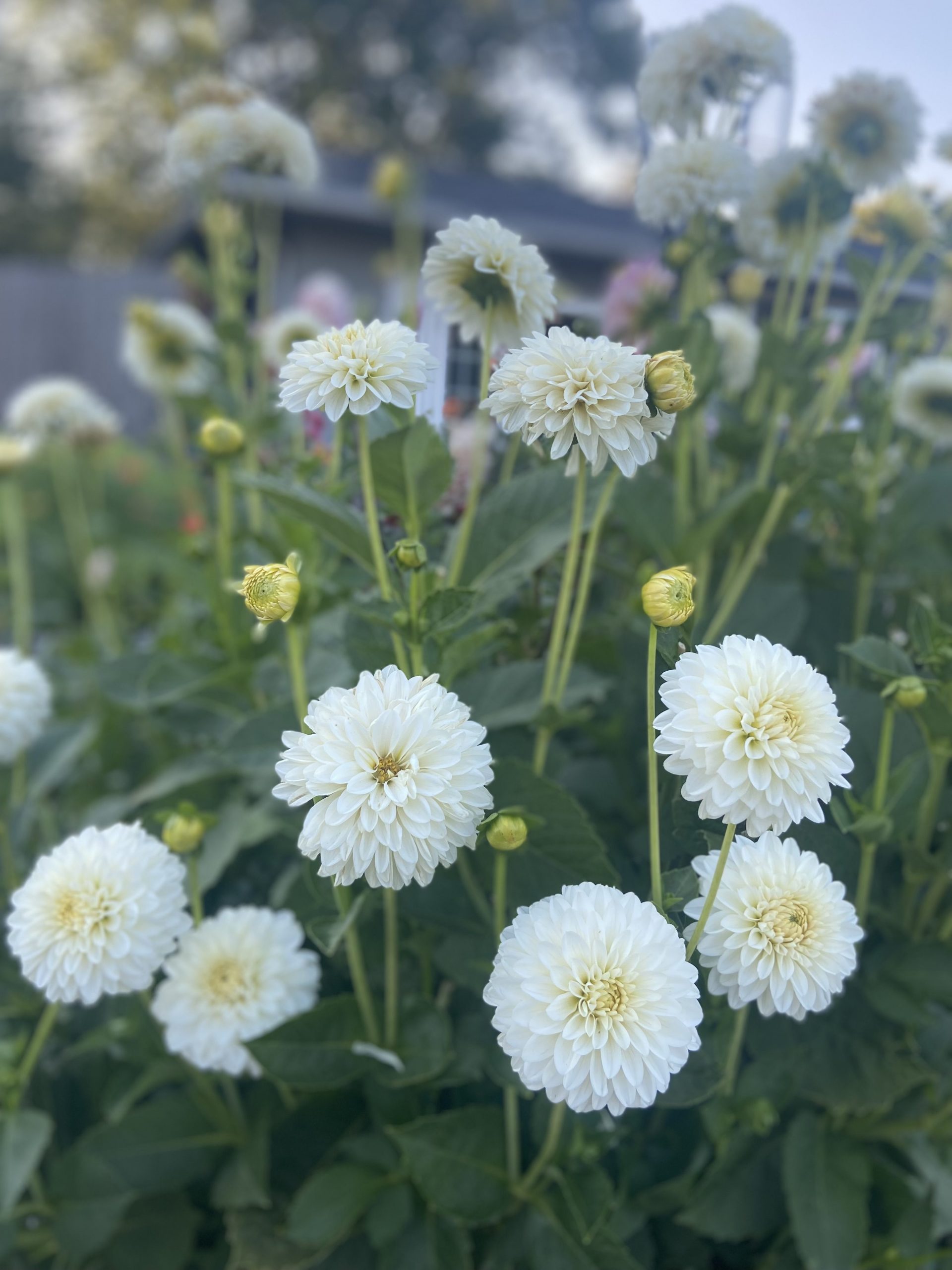 Dahlias