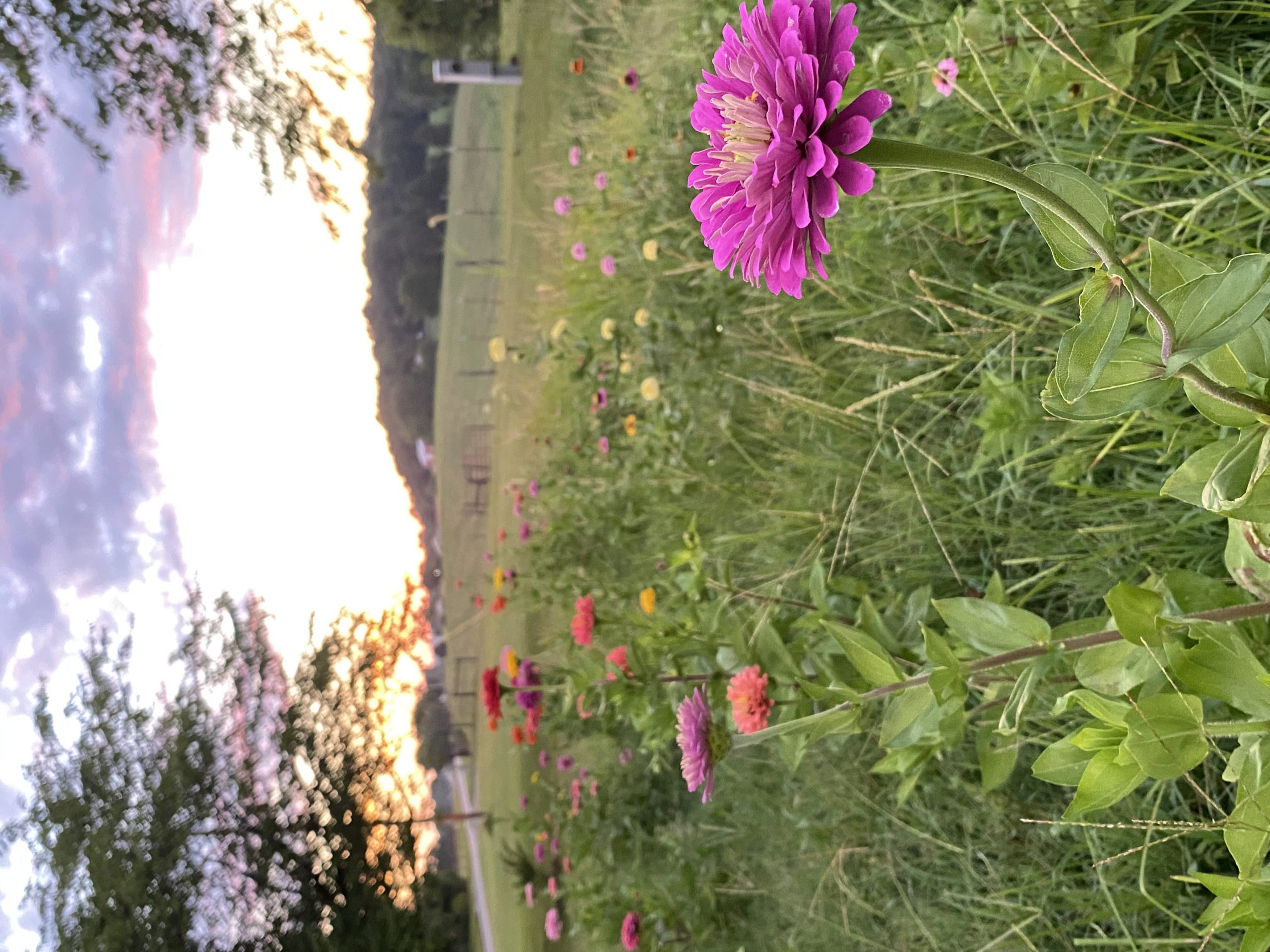 Zinnia Sunset