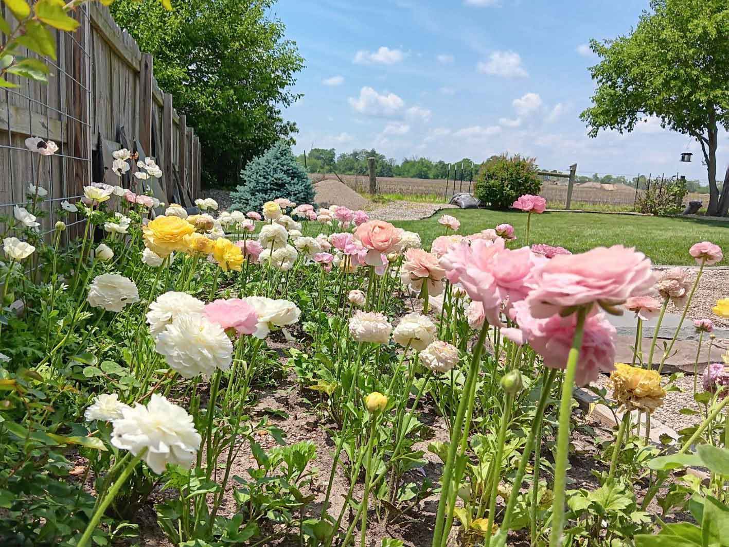 Ranunculus & Anemone Dreams