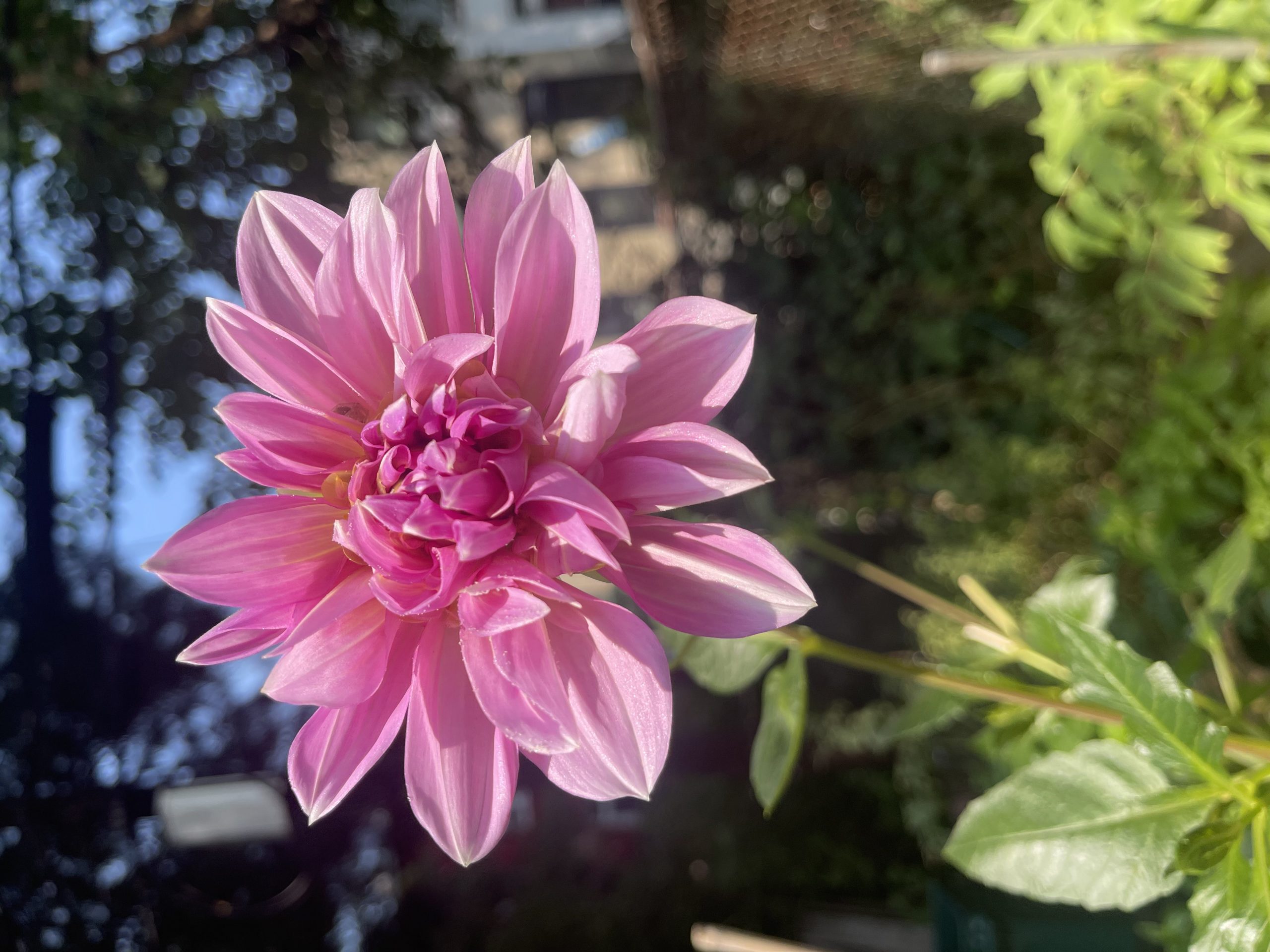 Dahlia heaven