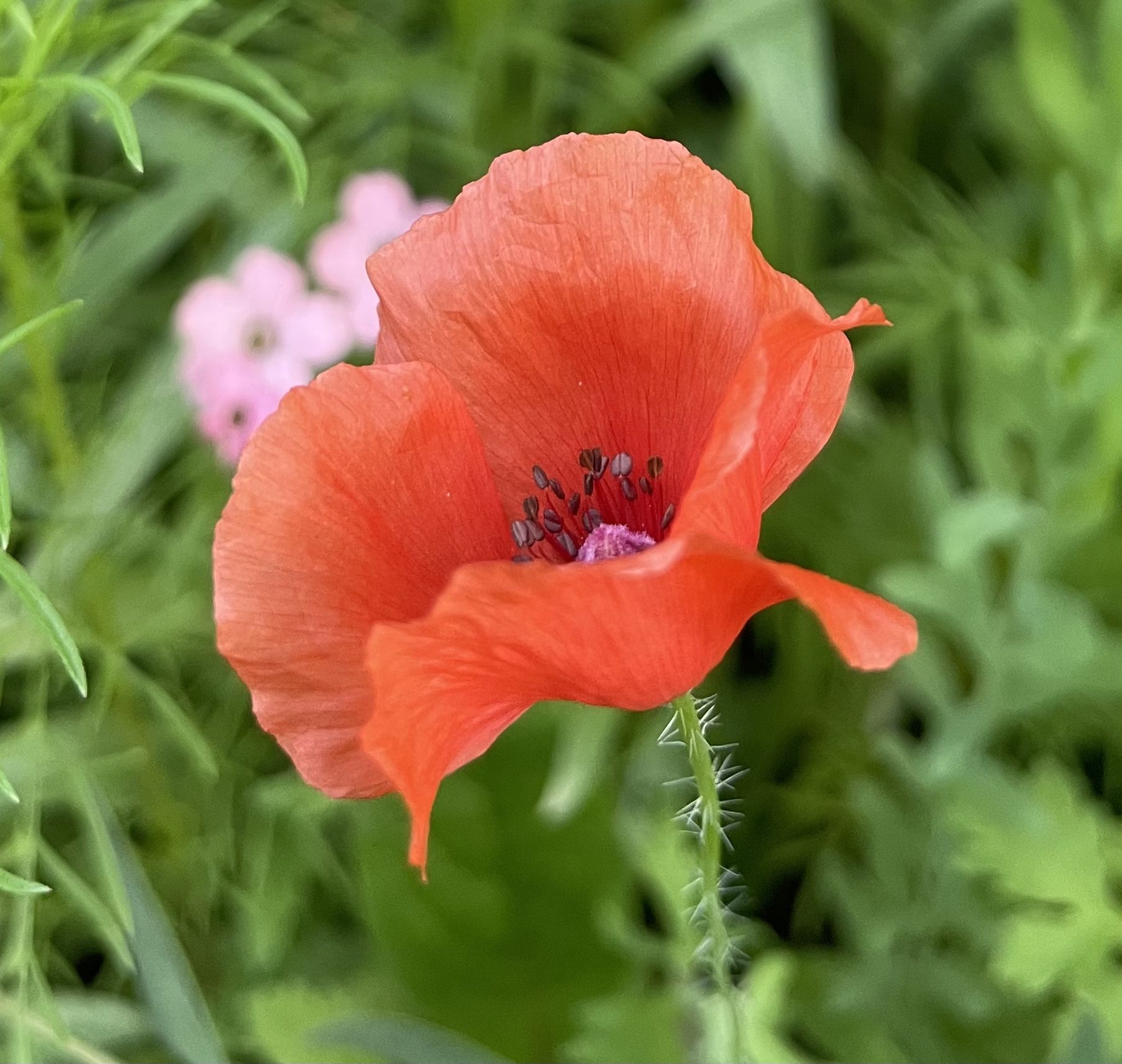 Hidden flower in my fairytale flower seed mix