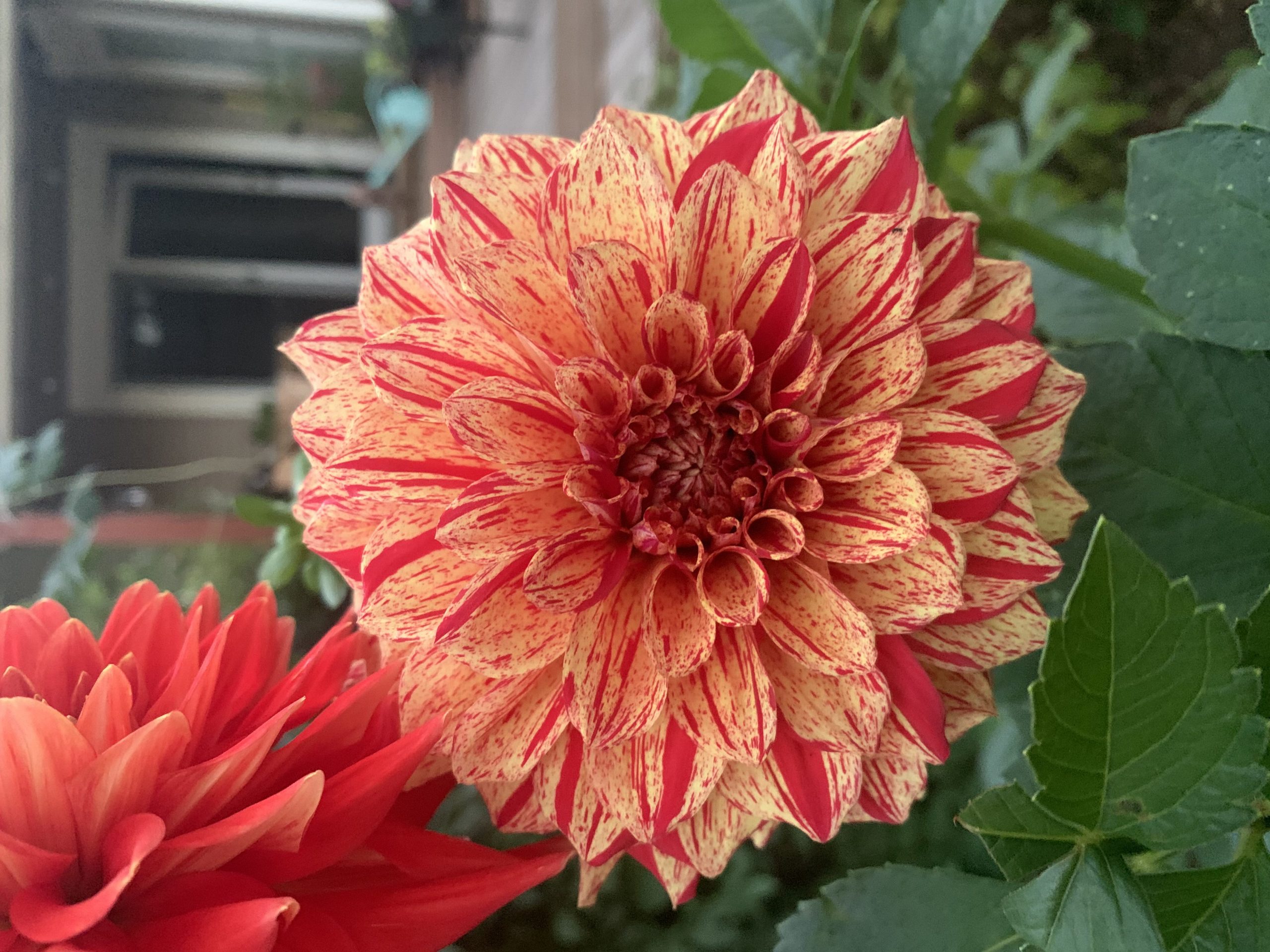 Rembrandt Dahlia