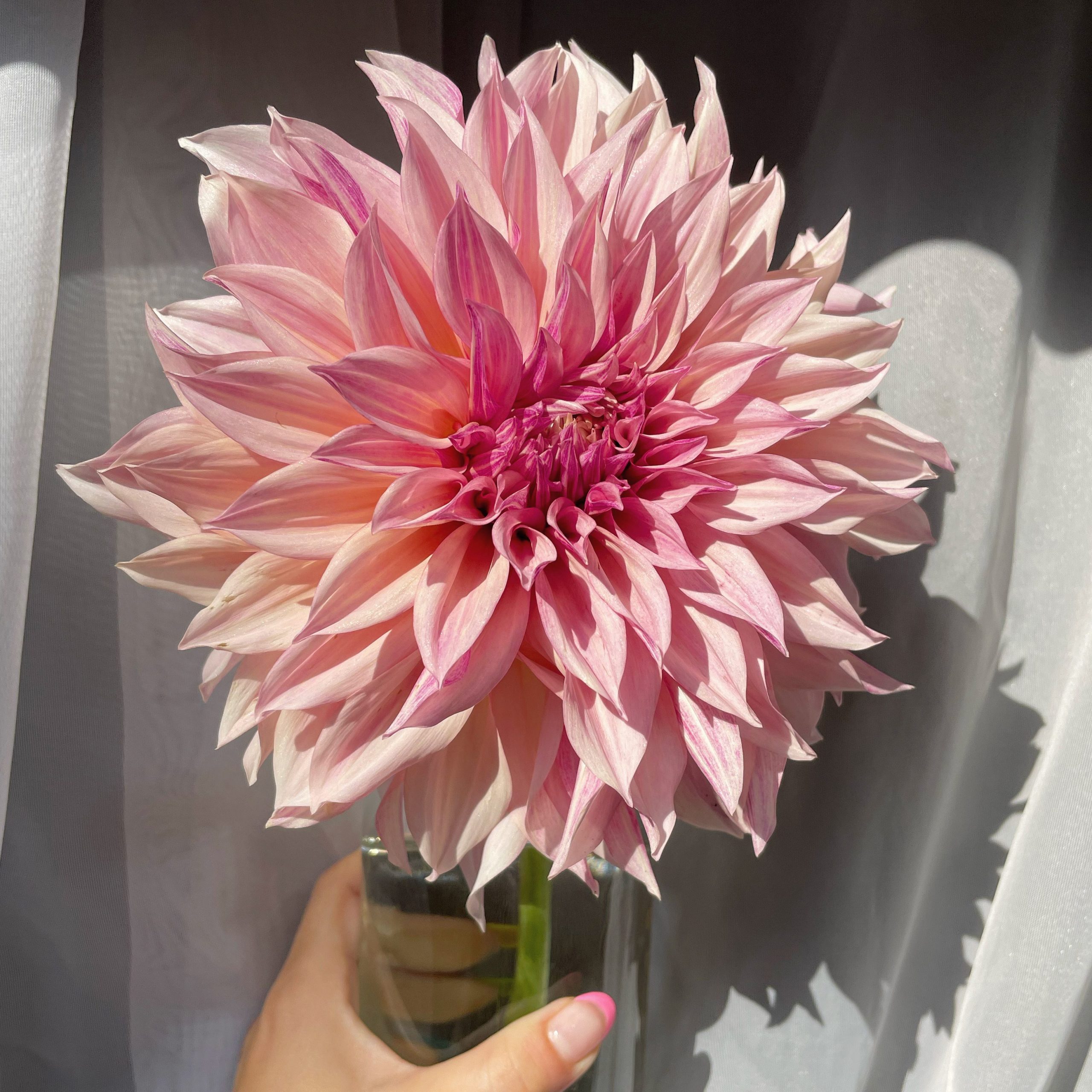 Eden Brother Dahlia