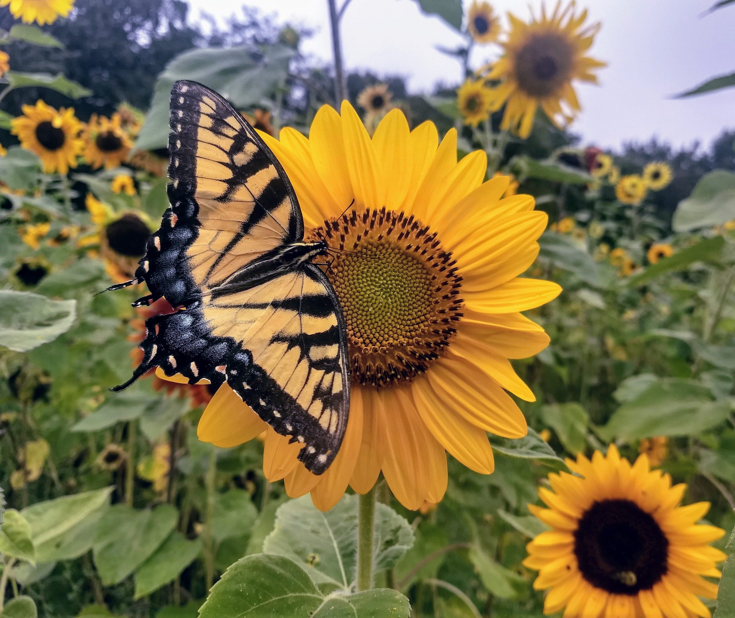 Sunflowers