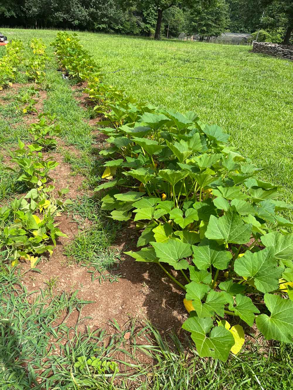 Squash/Green Beans