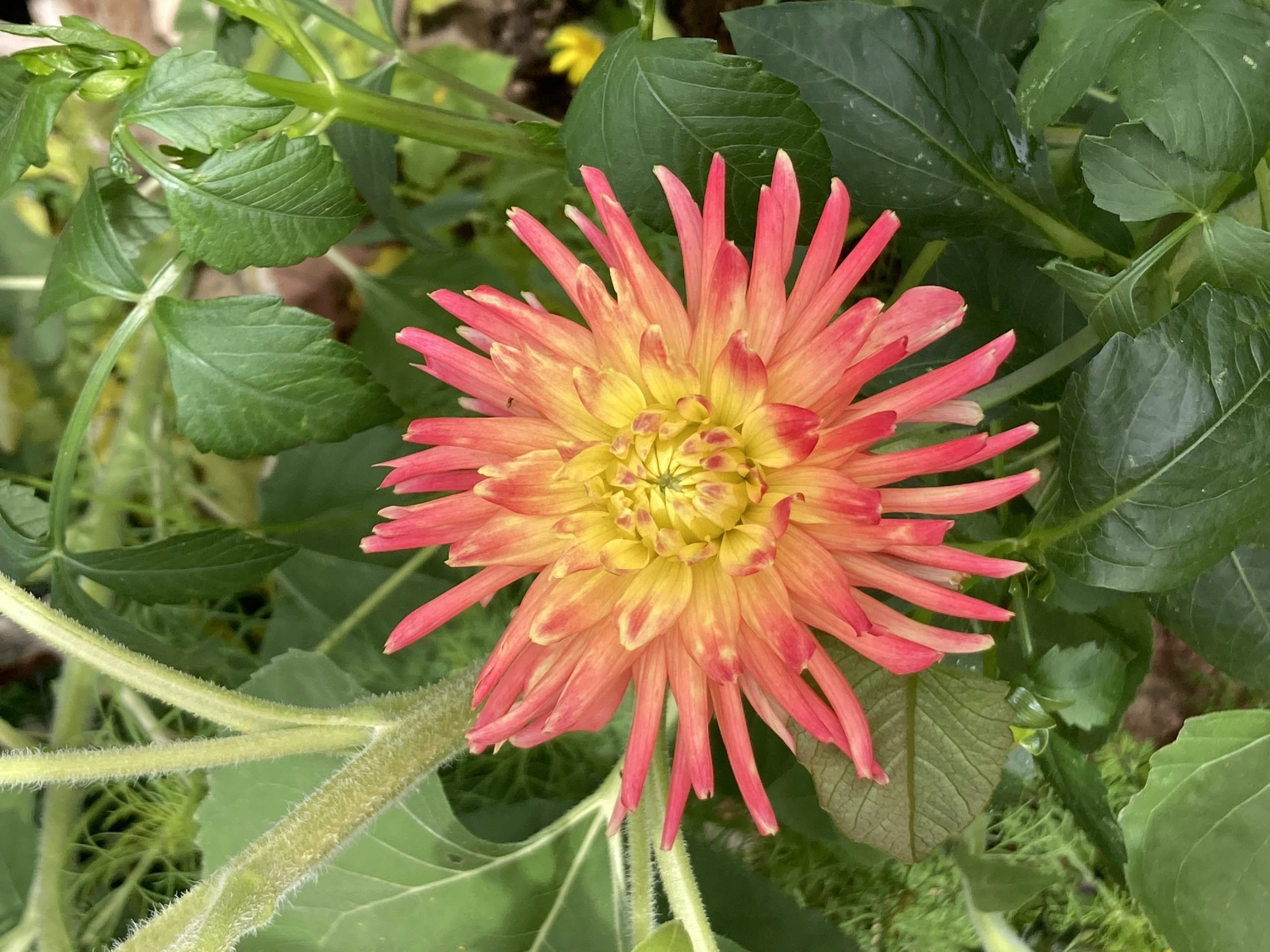 Big Orange Dahlia !!