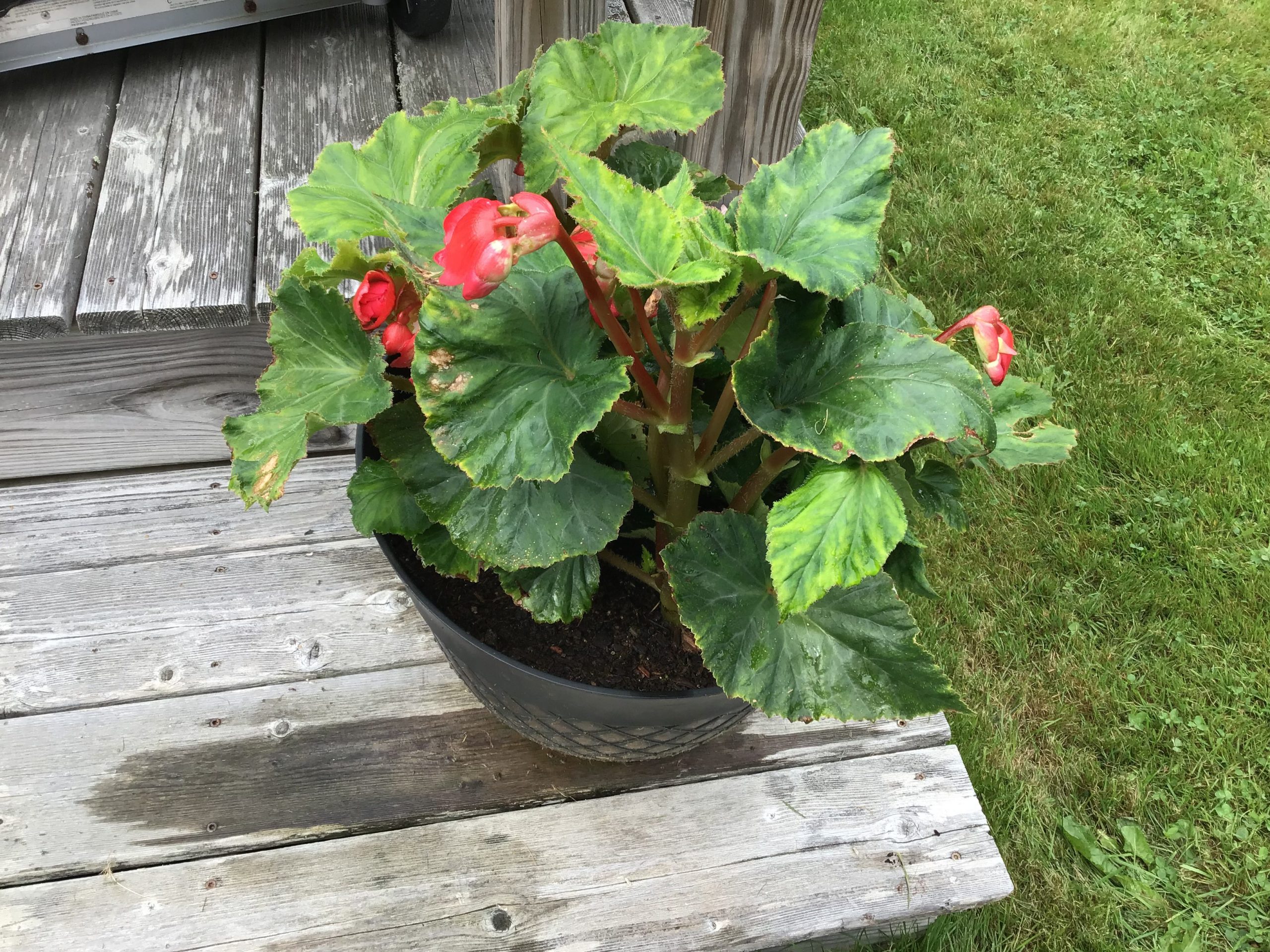 Pot #2 Begonias