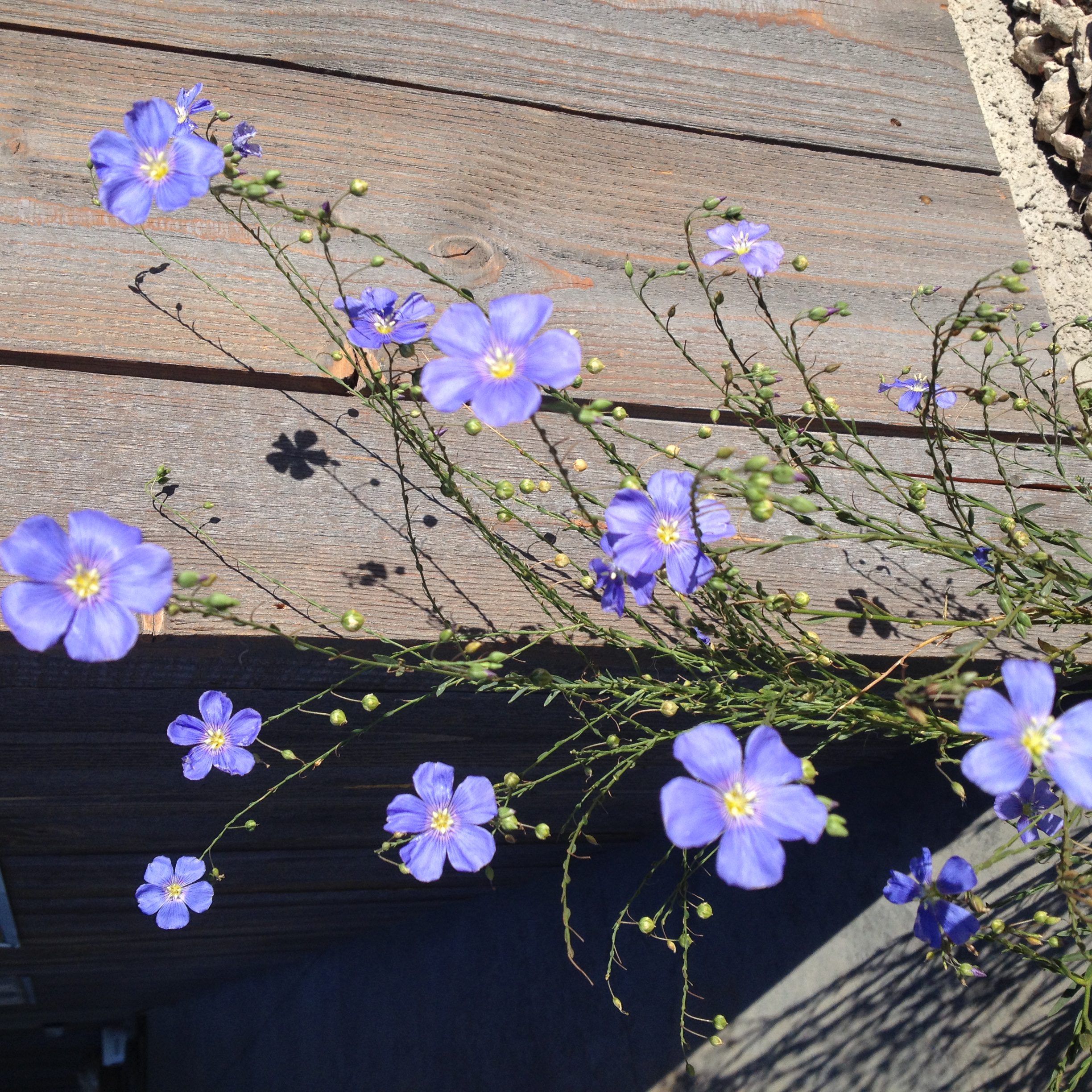 Blue Flax