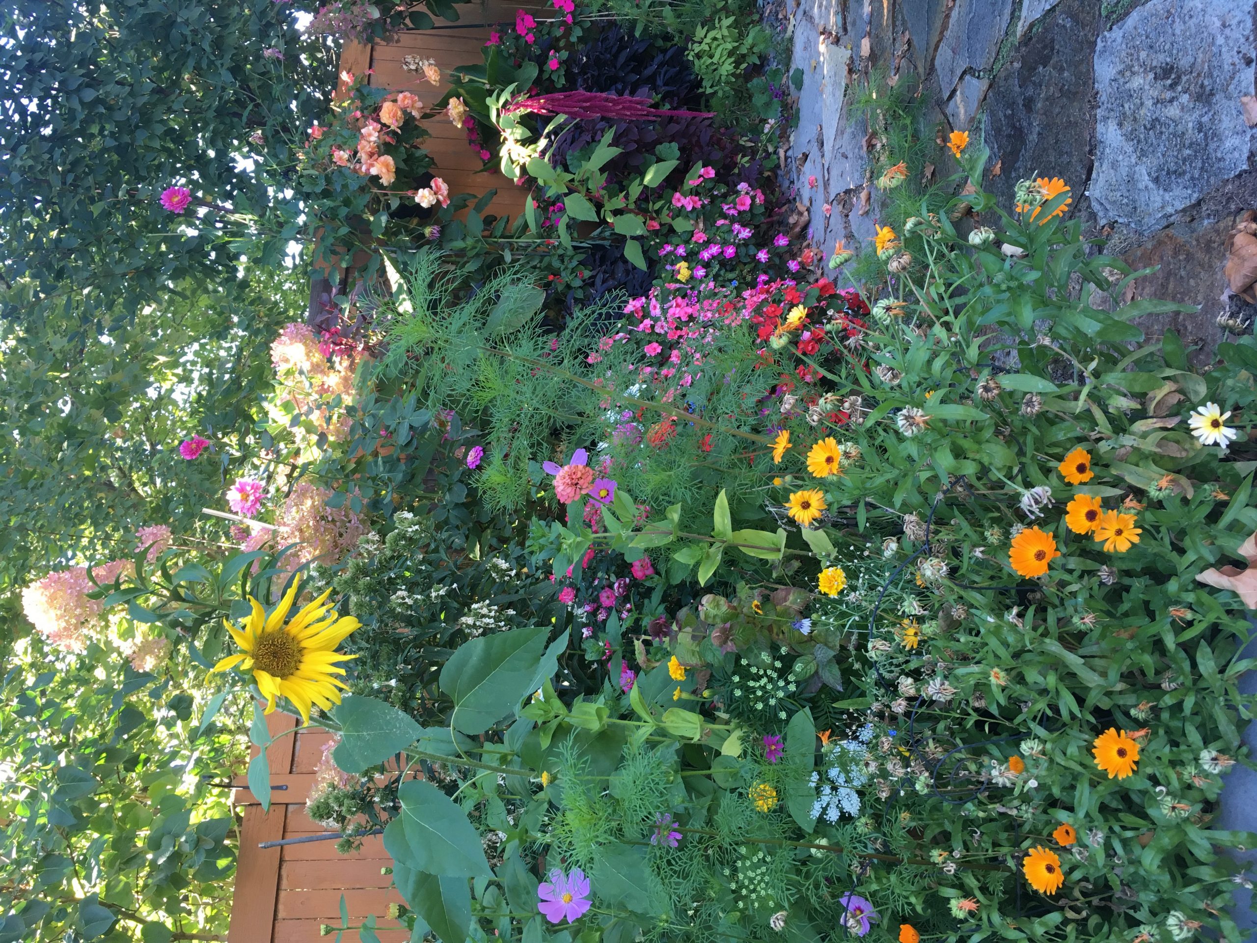 Garden corner of wildflowers and impatiens