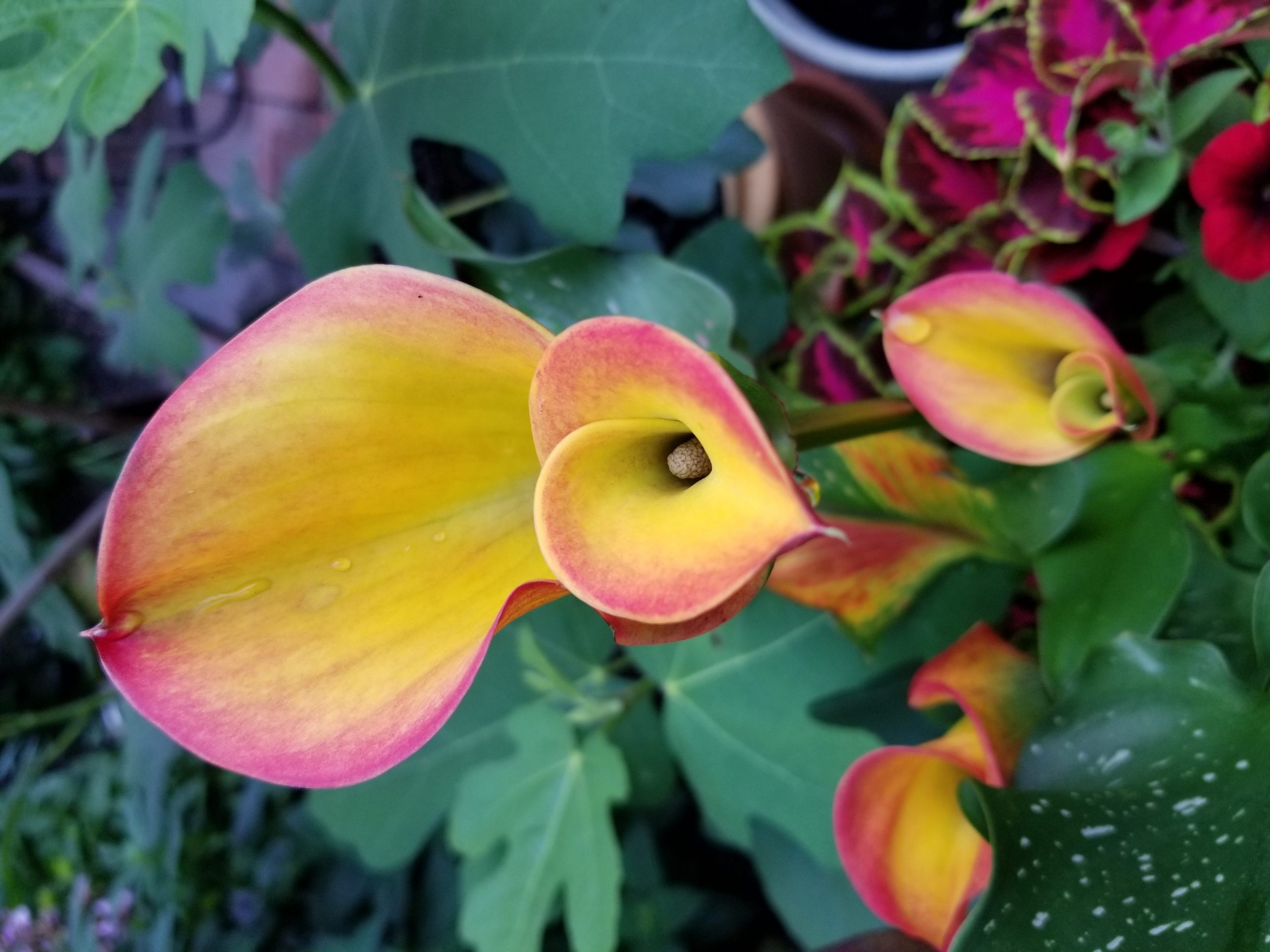 Flame Calla lillies Light Up the Garden