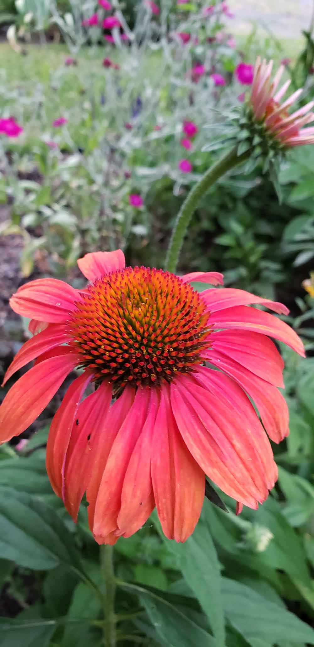 Coneflower