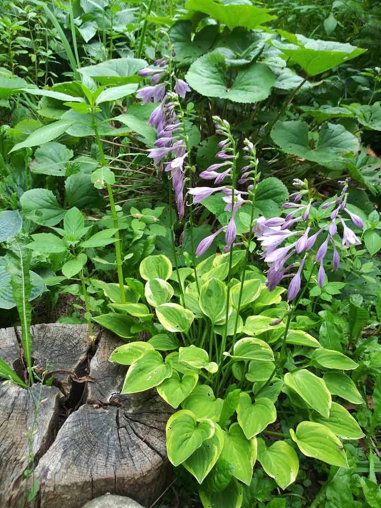 Hosta garden