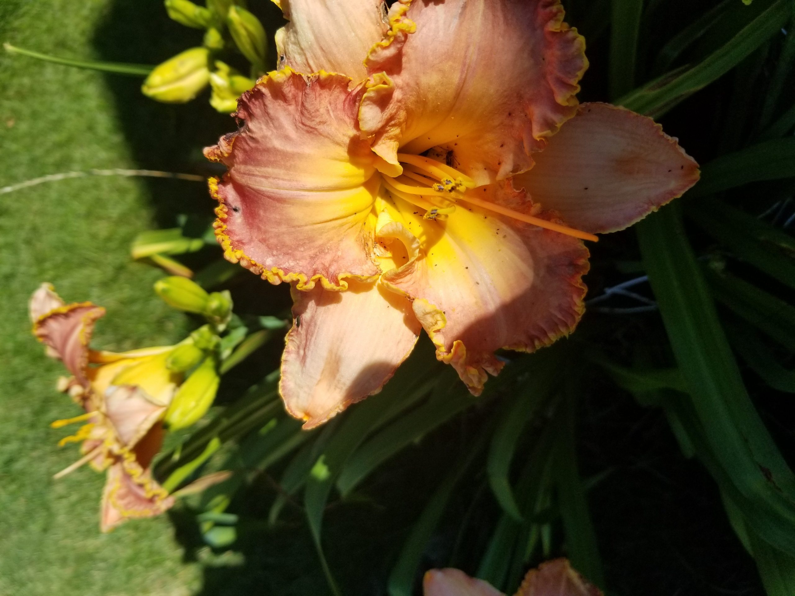 Daylily