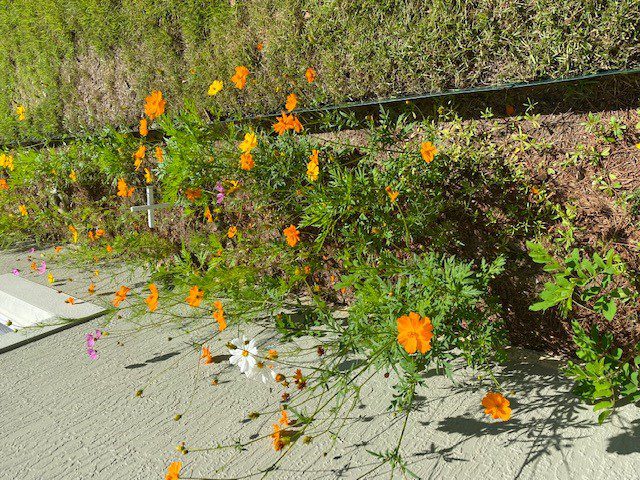 Wild flowers on the side of the house.