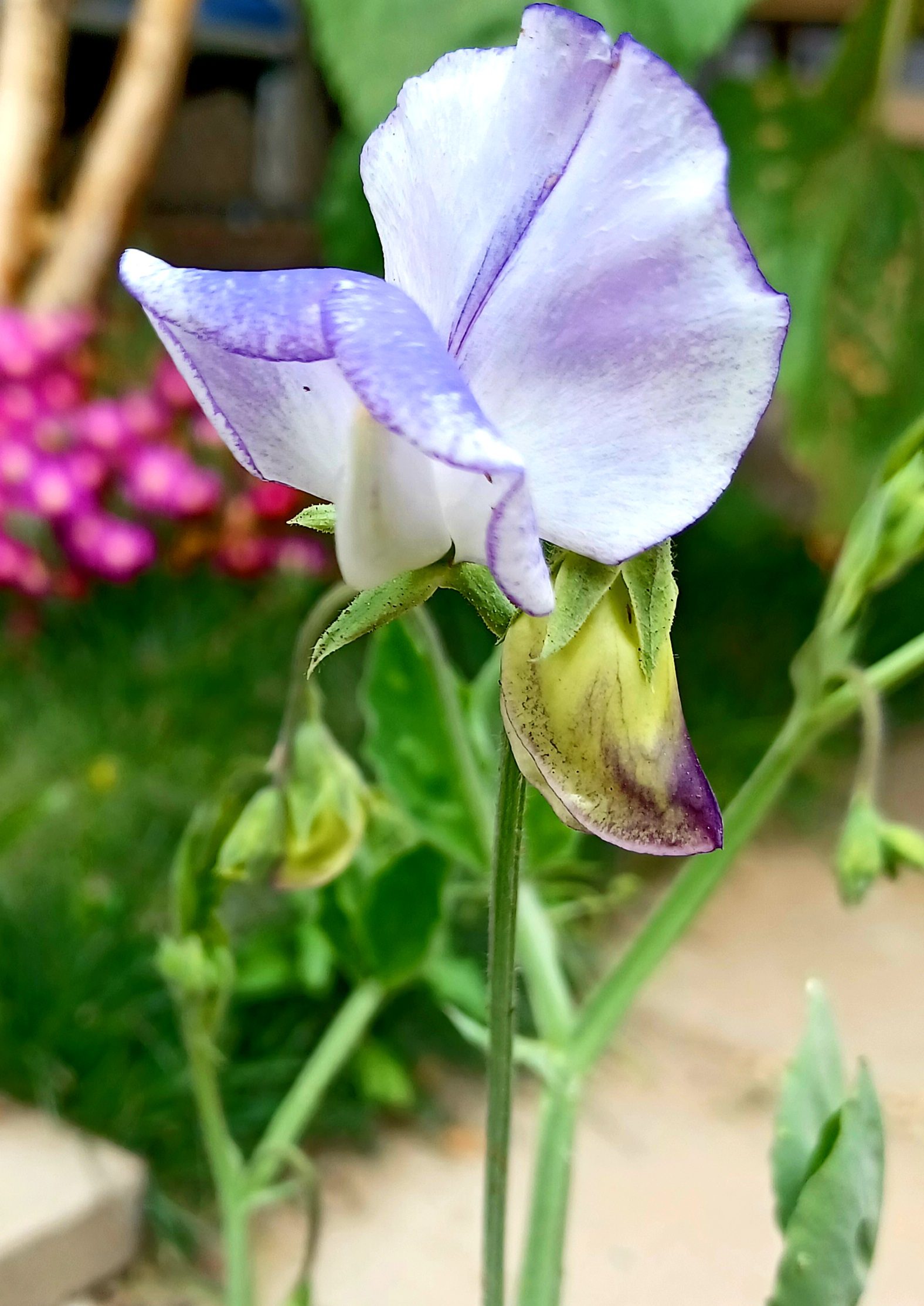 Blue sweet peas