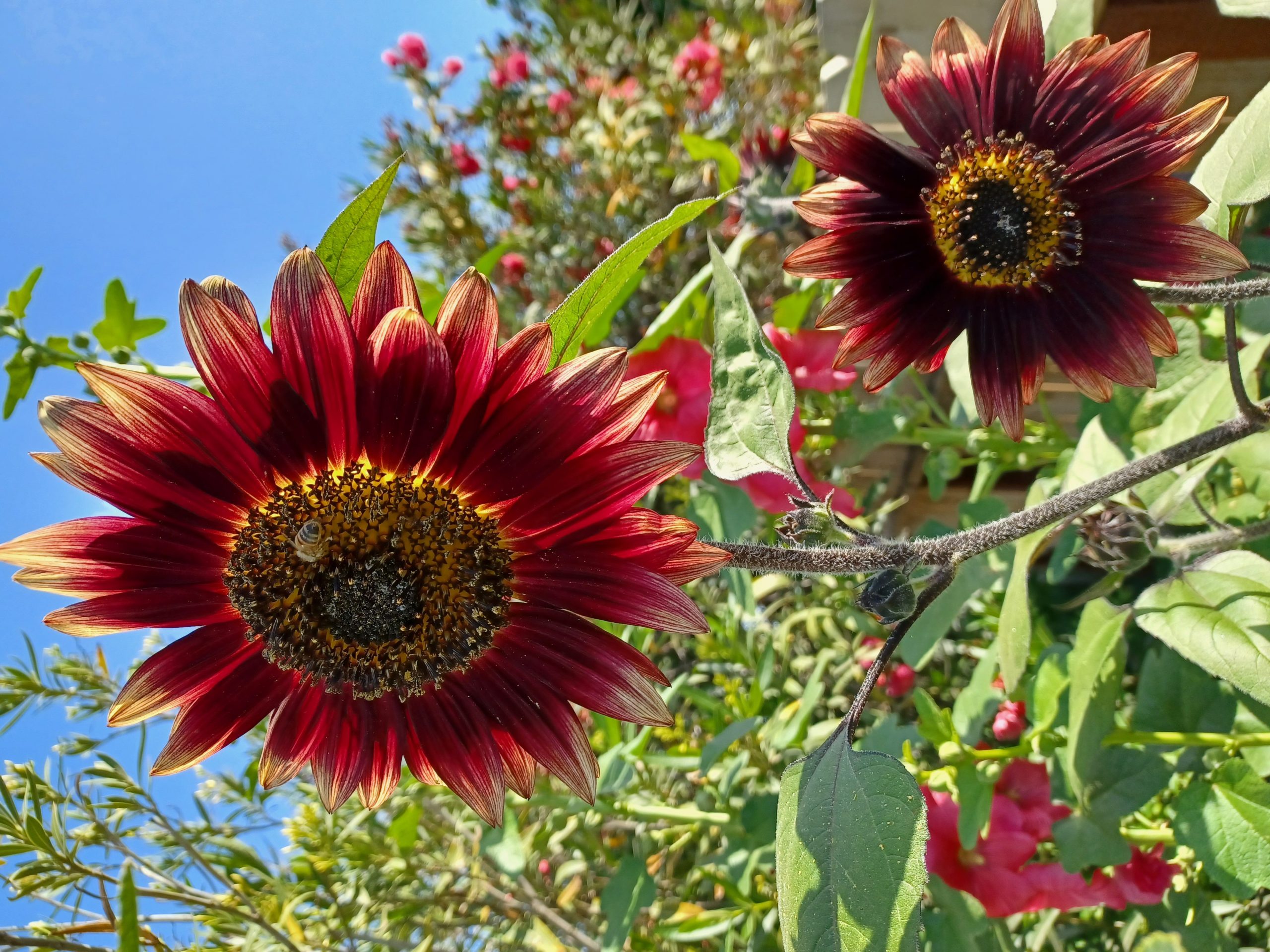 Glorious Sunflowers