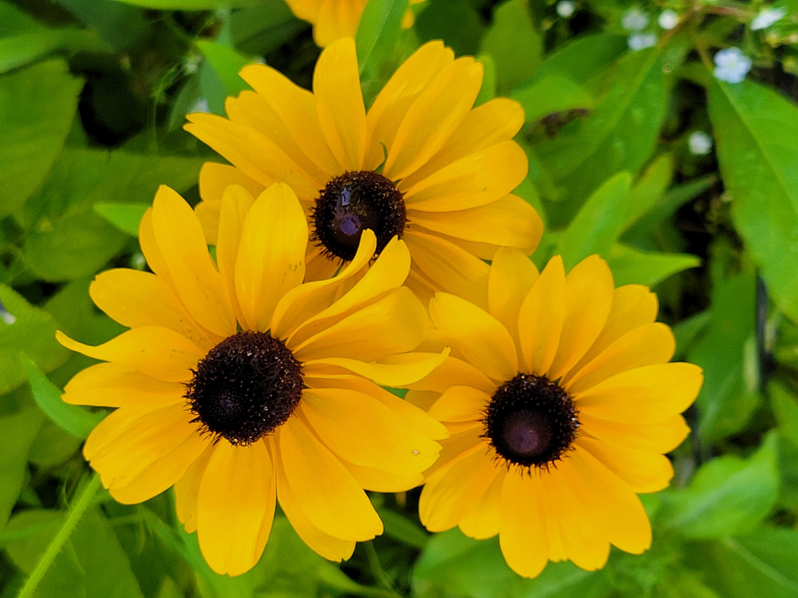 Black-eyed Susans