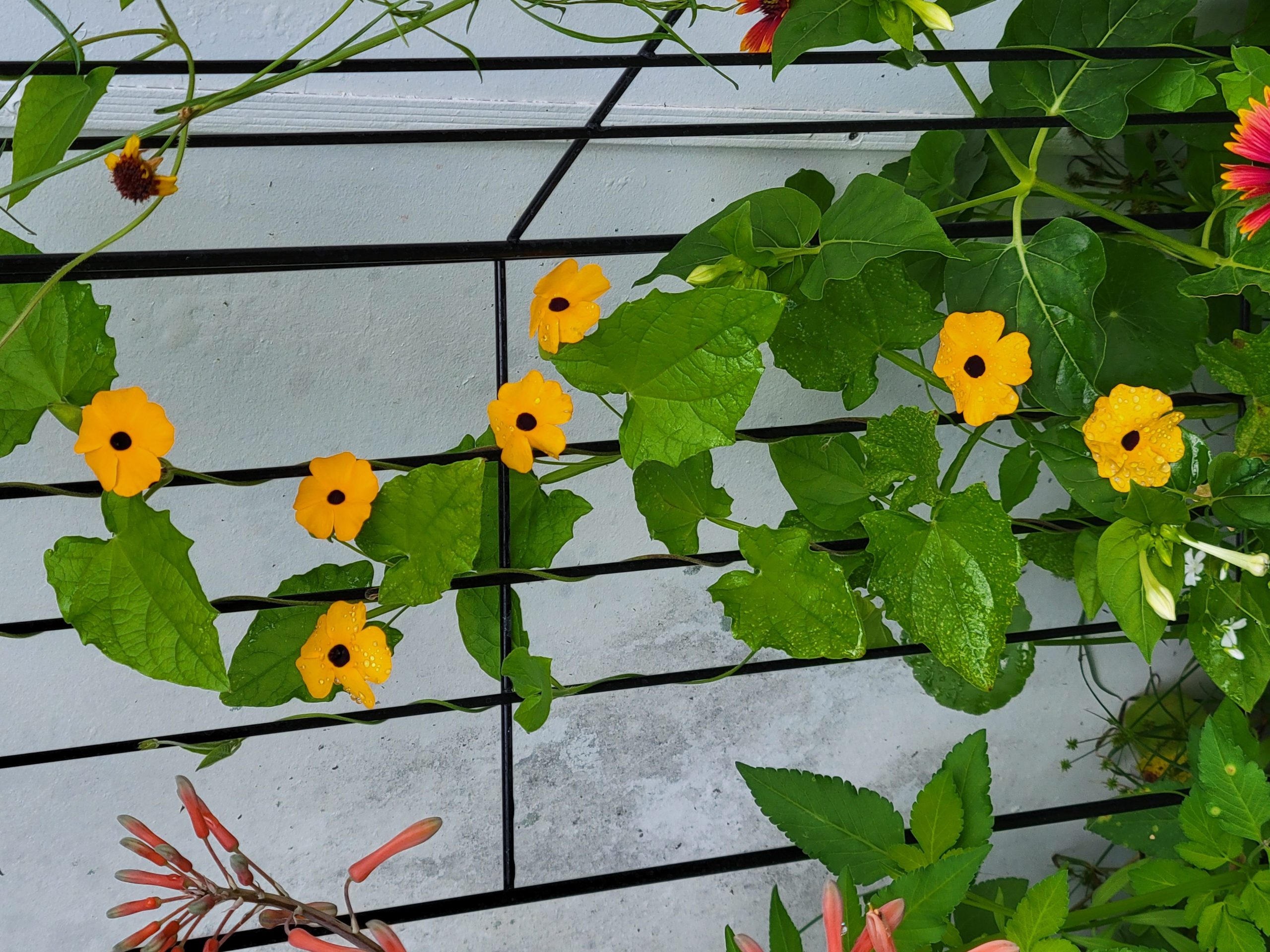 Black-eyed Susan vine