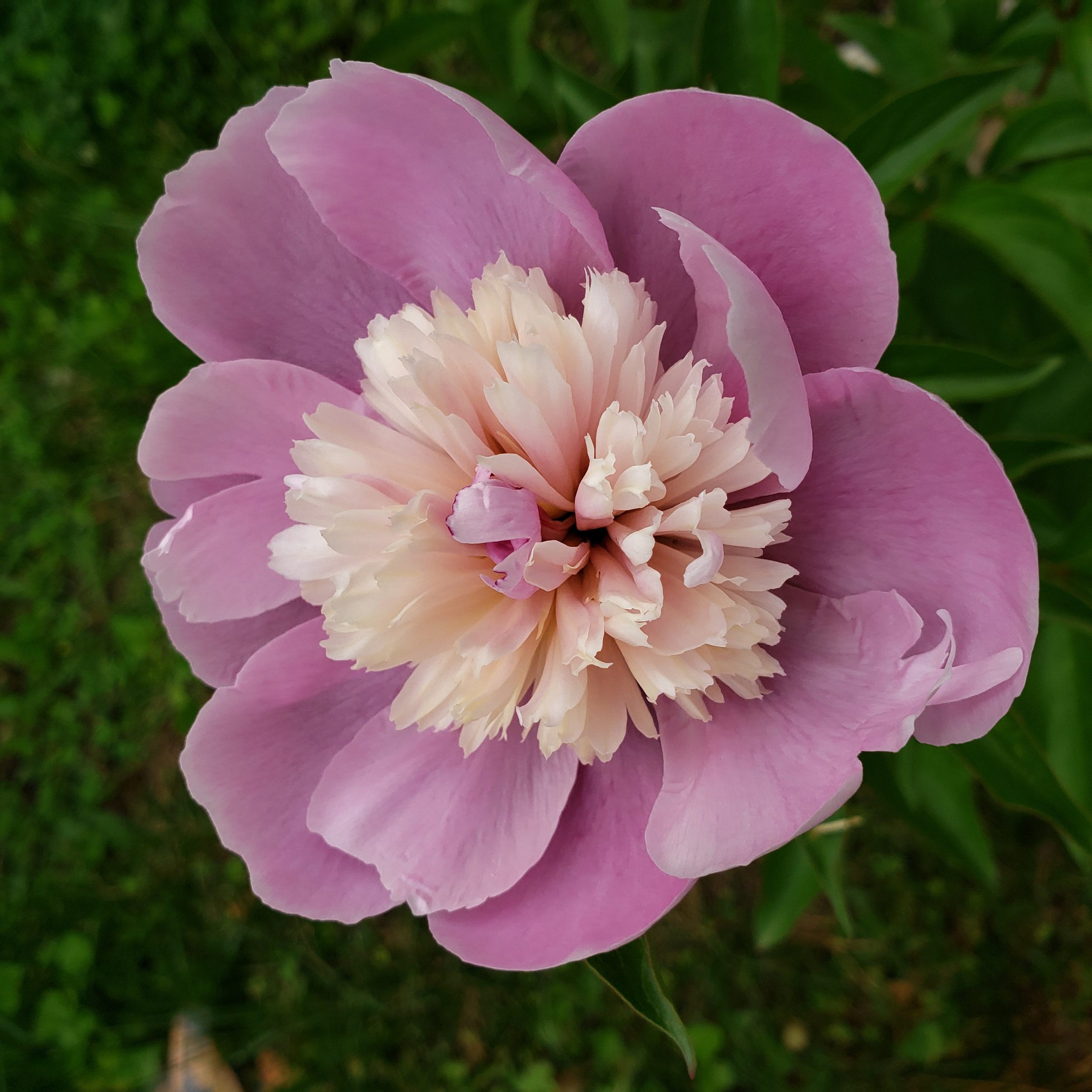 Peonies In Memory of Grandma