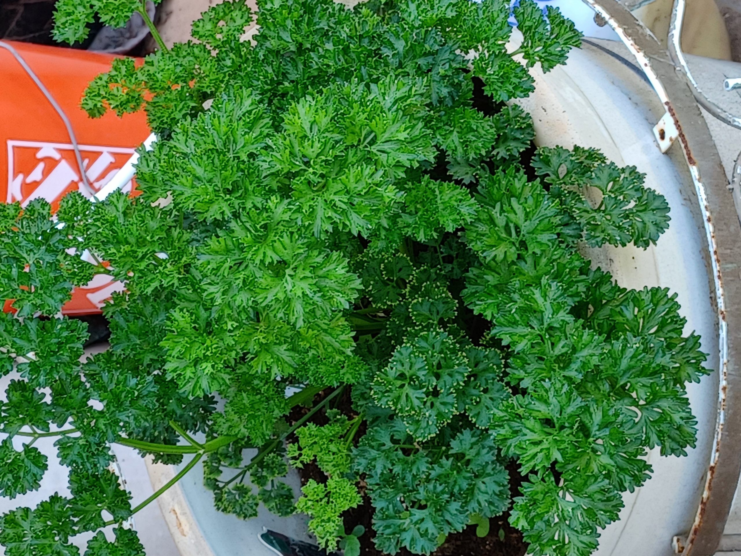 Crock of Parsley