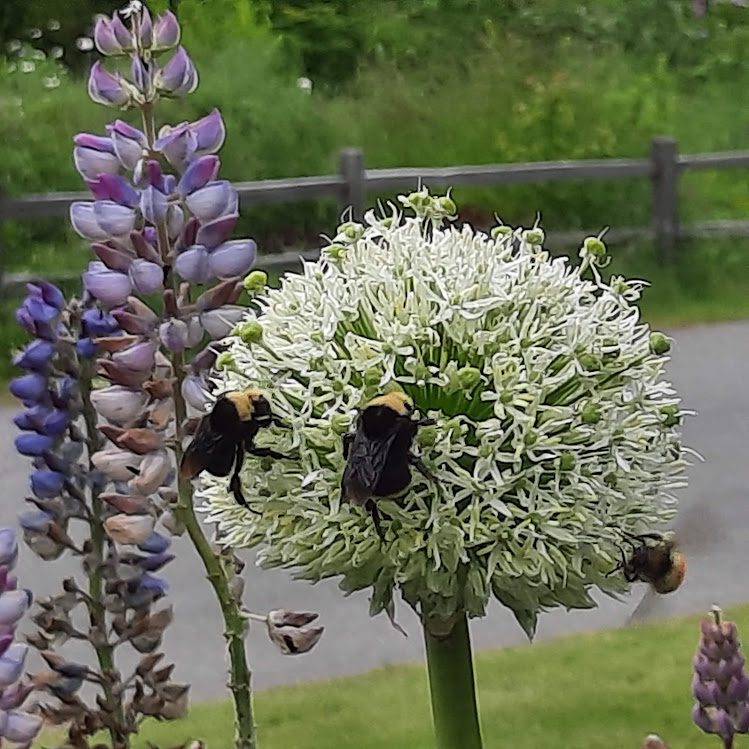 Pesticide Free for Bees Please