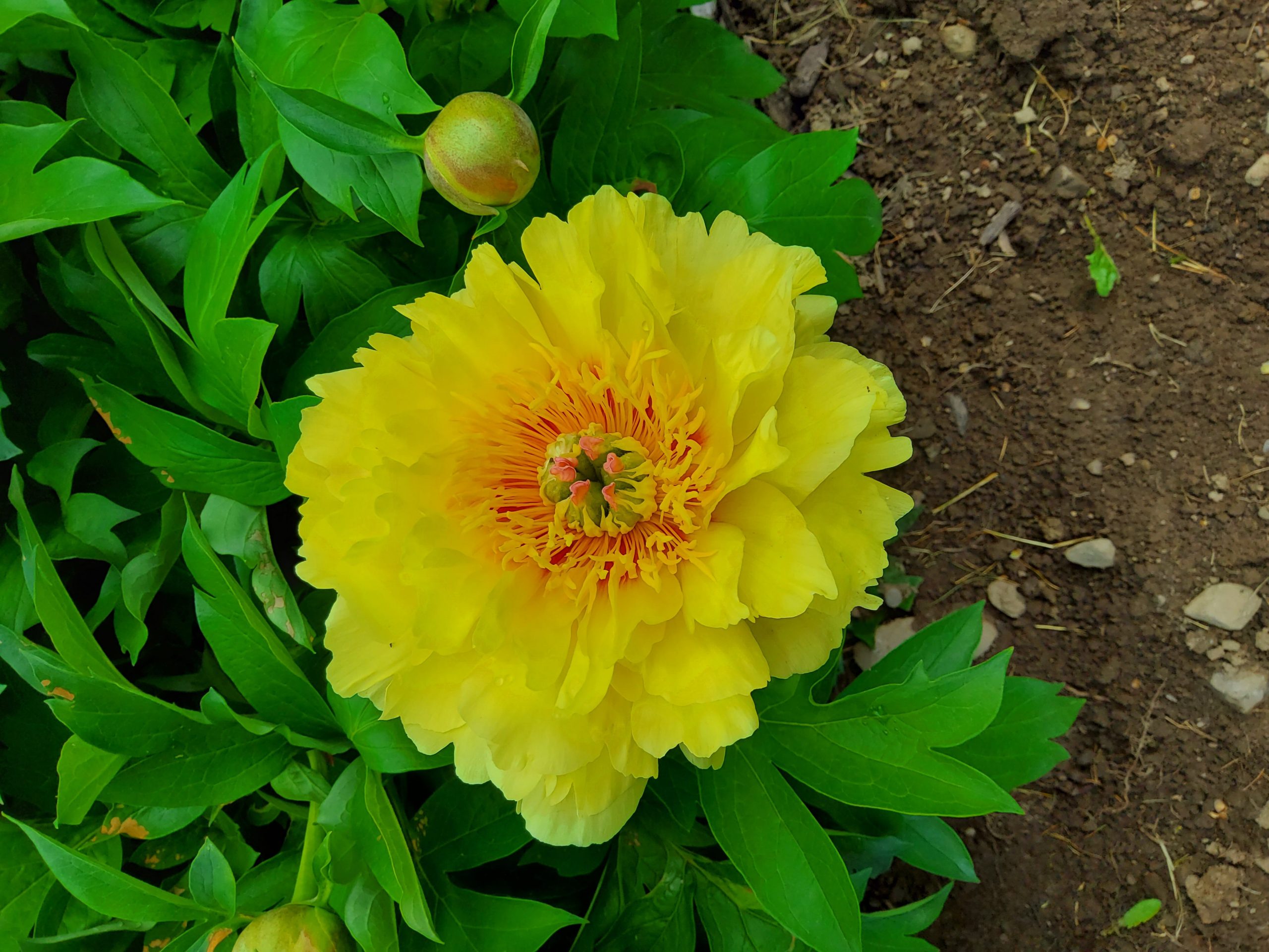 Peony Bartzella