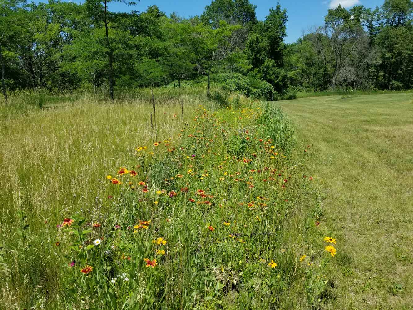 My native Wildflowers