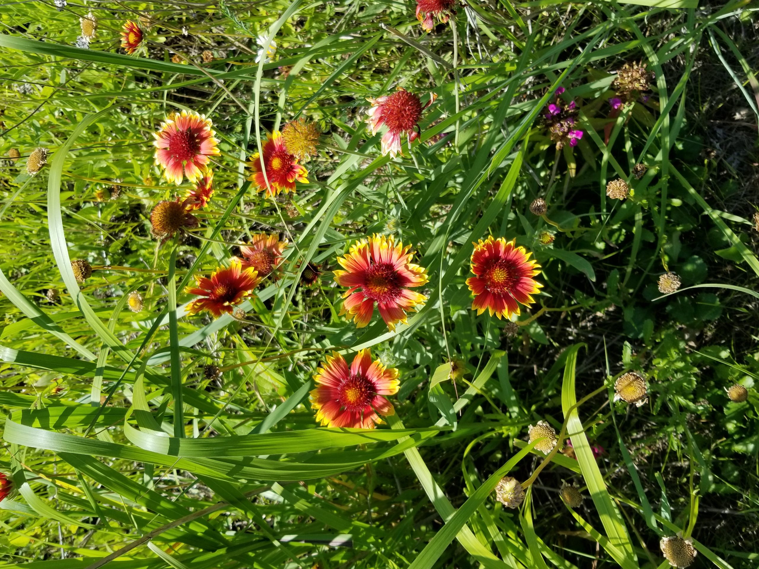 Close-up from my 60+ foot wildflower patch