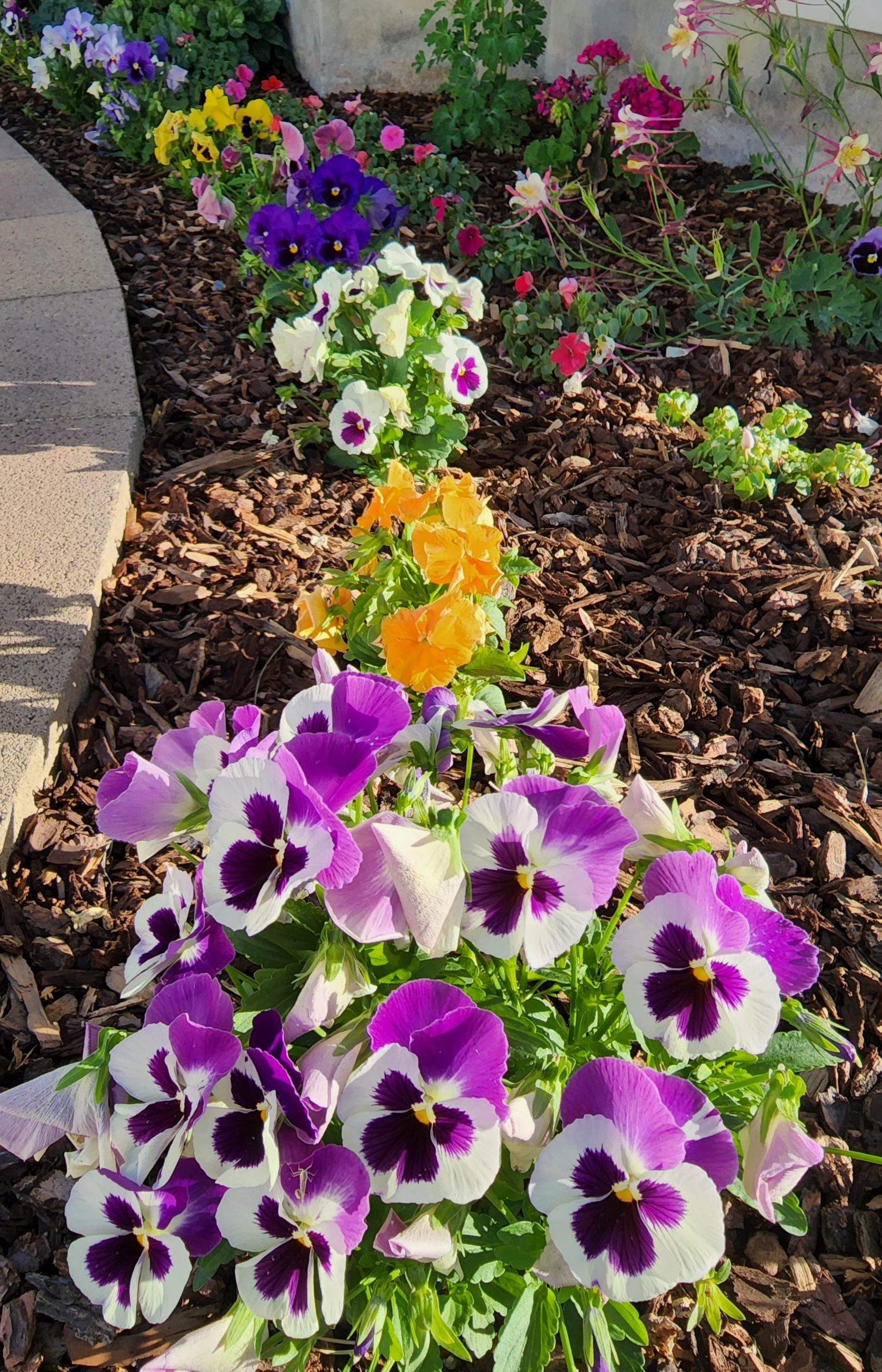 My Field of Pansies