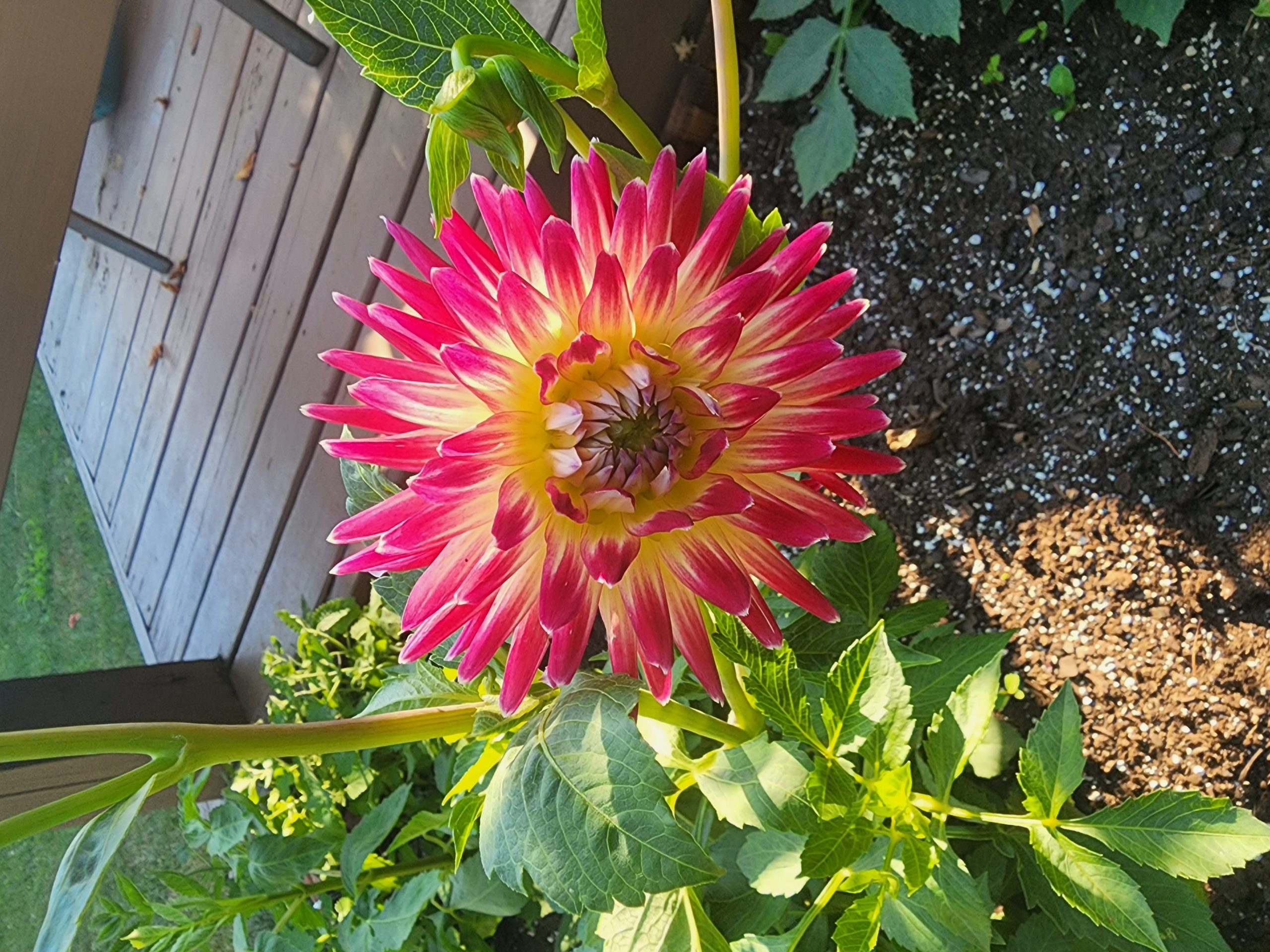 Dahlias