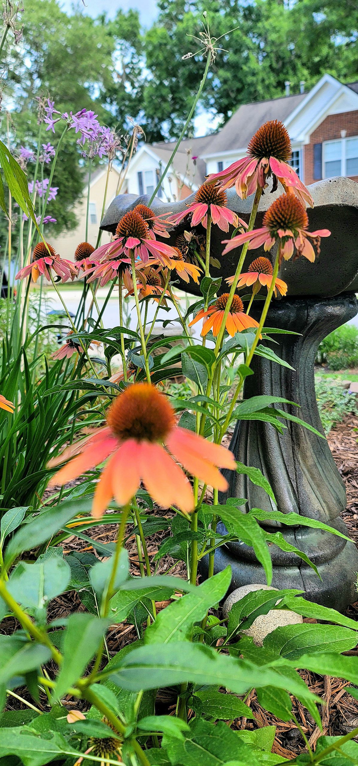 Sombrero Echinacea (coneflowers)