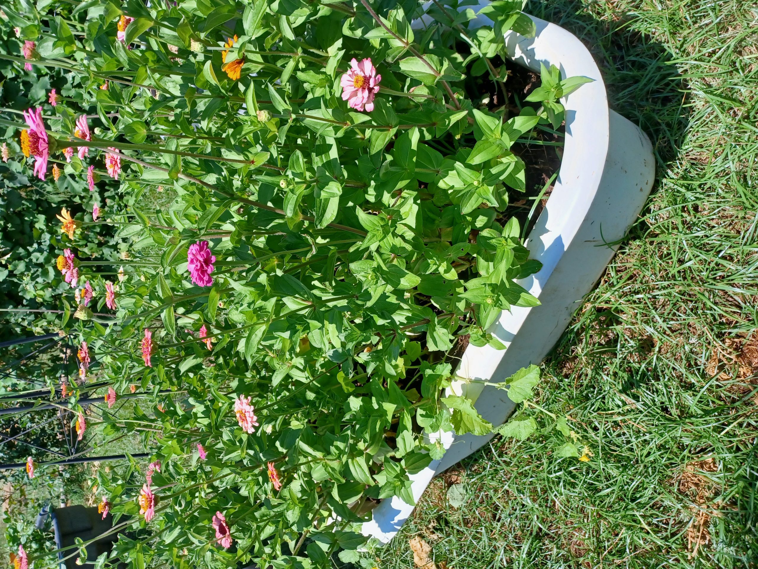 Tub of zinnias