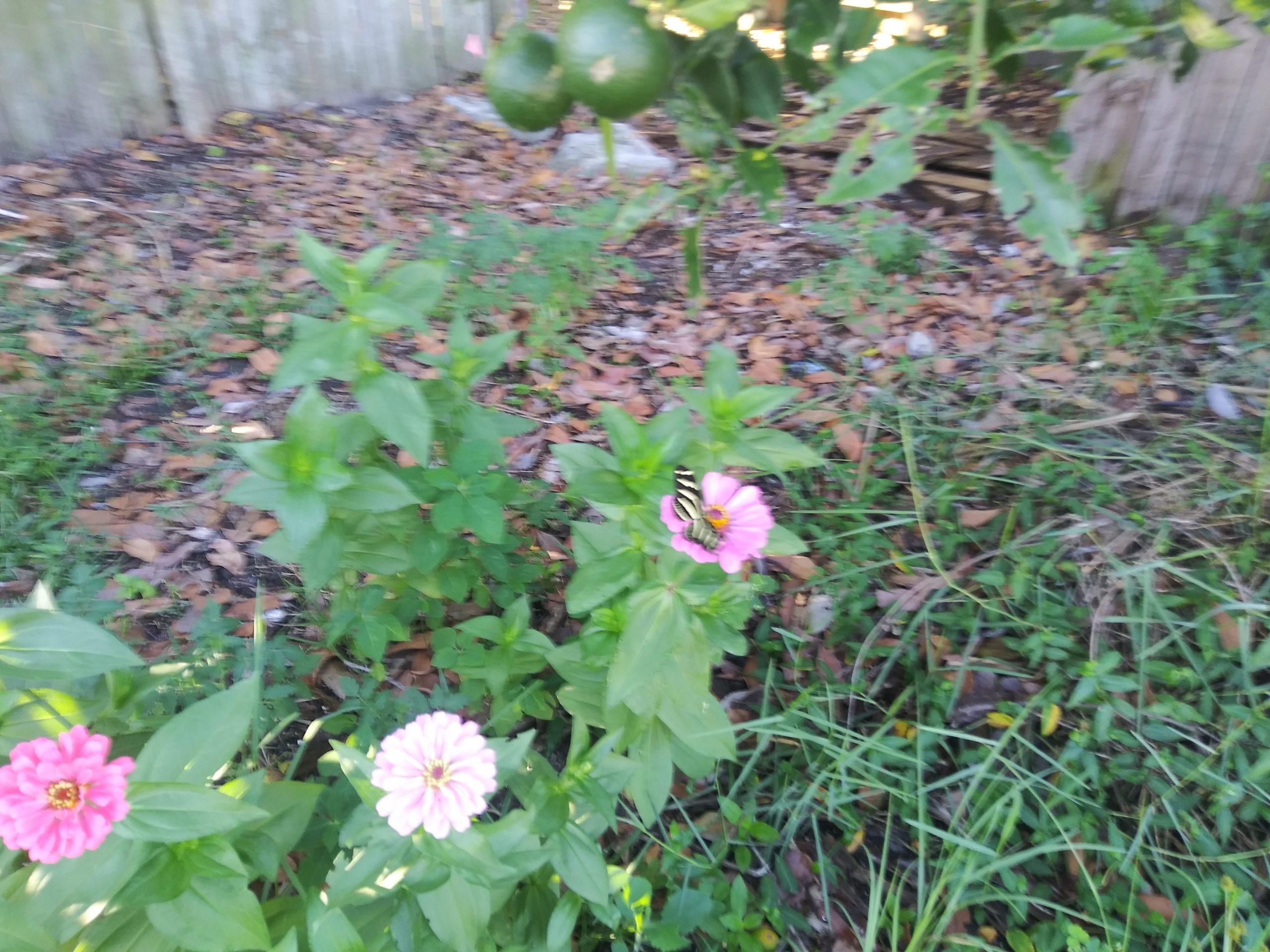 Zinnias