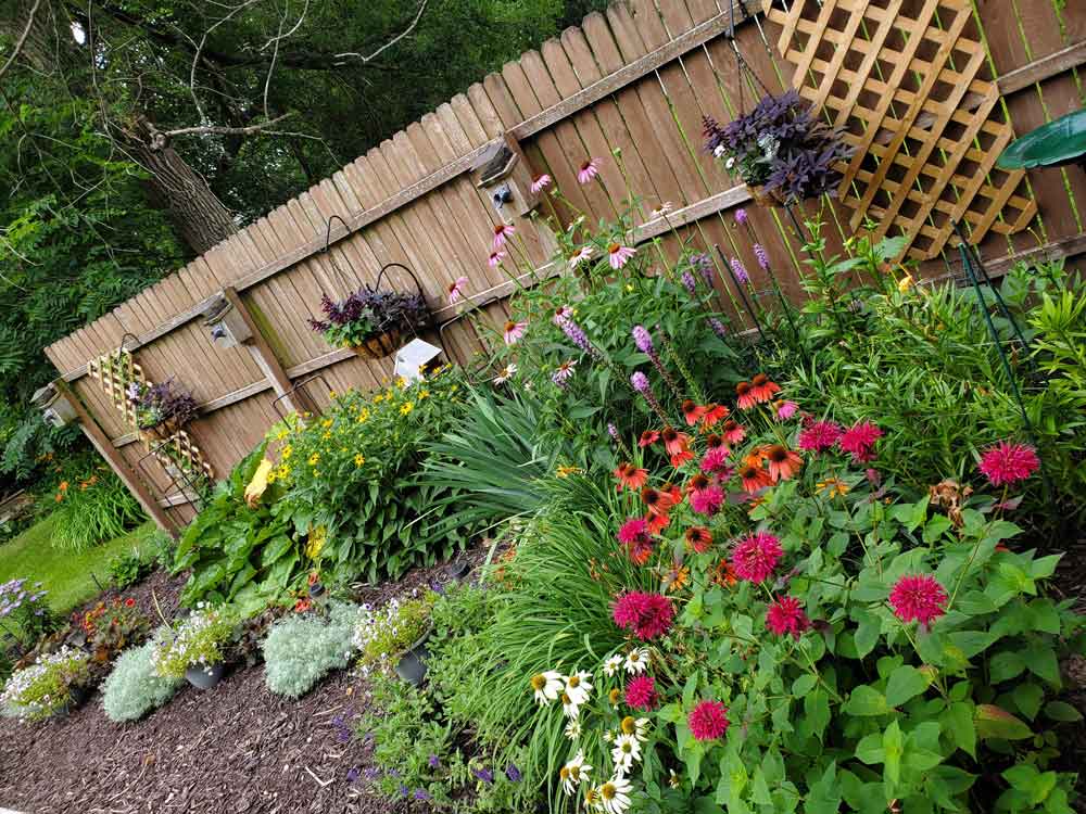 My pollinator garden