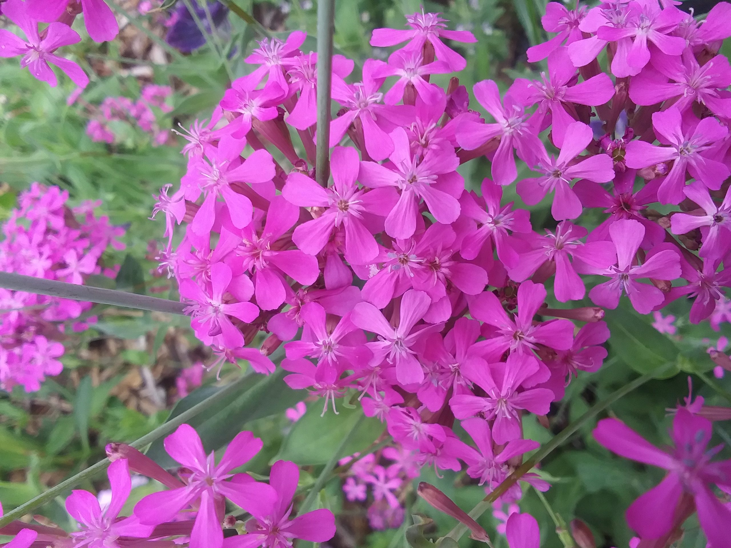 Catchfly Flowerhead