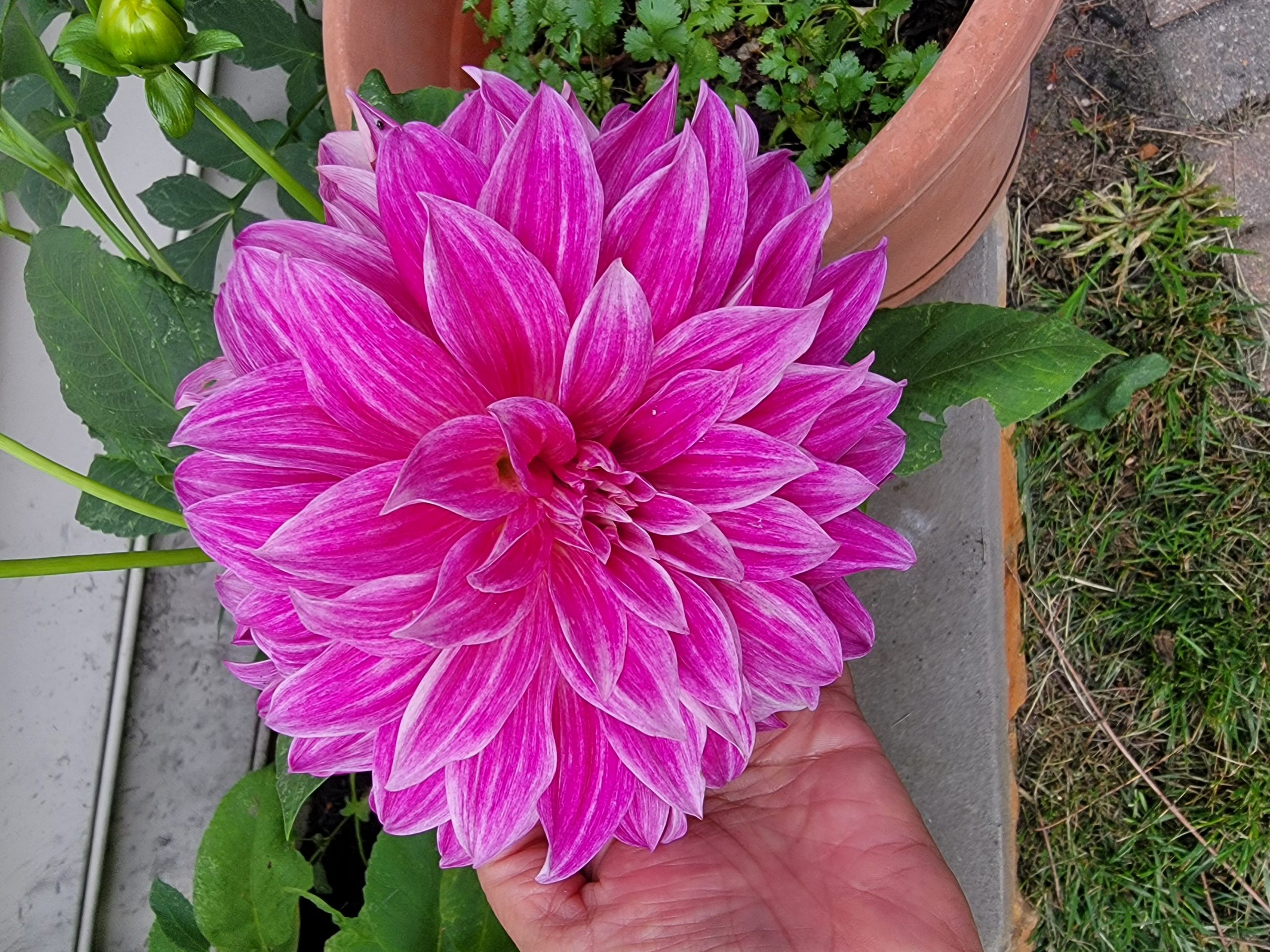 Dinnerplate dahlia