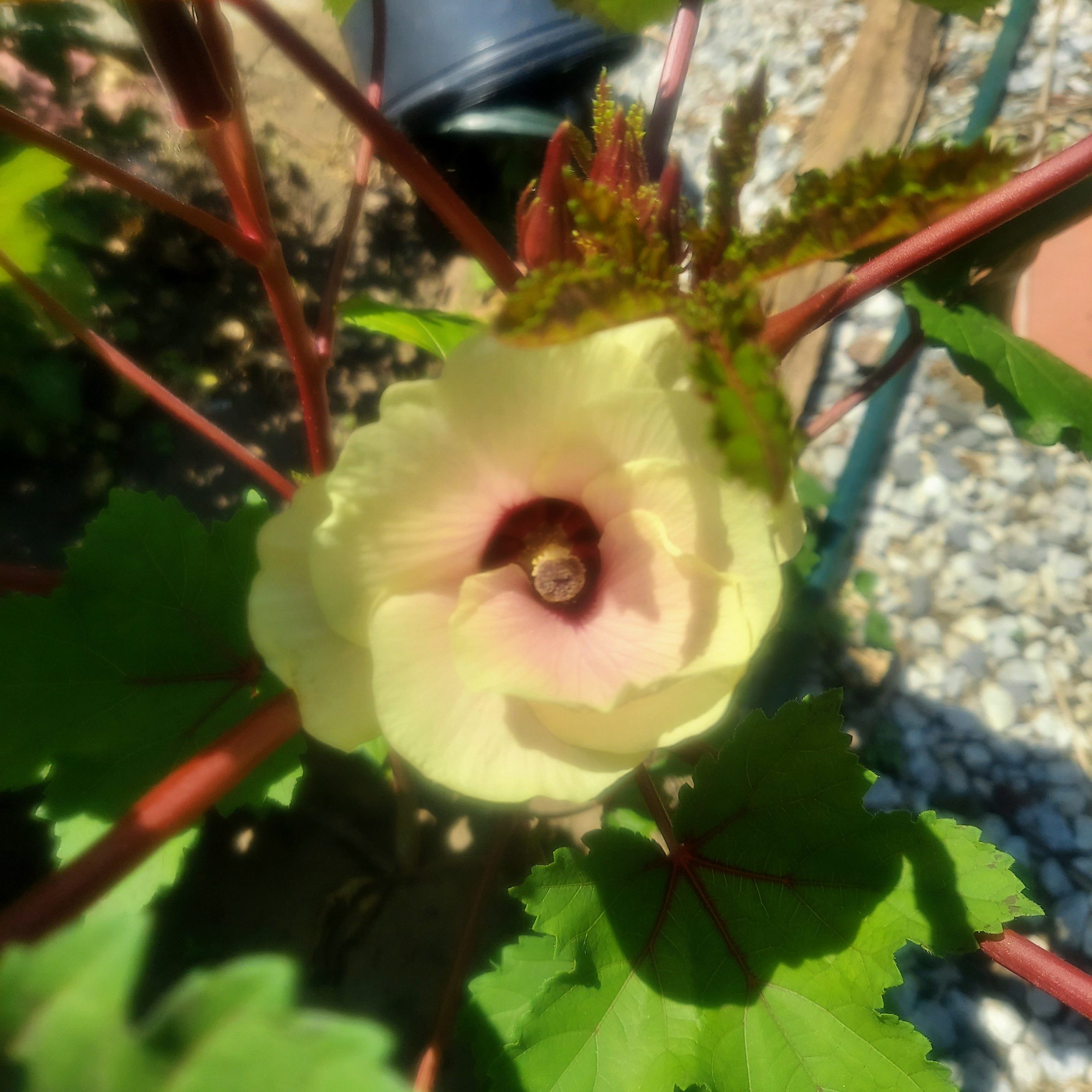 OKRA Flower