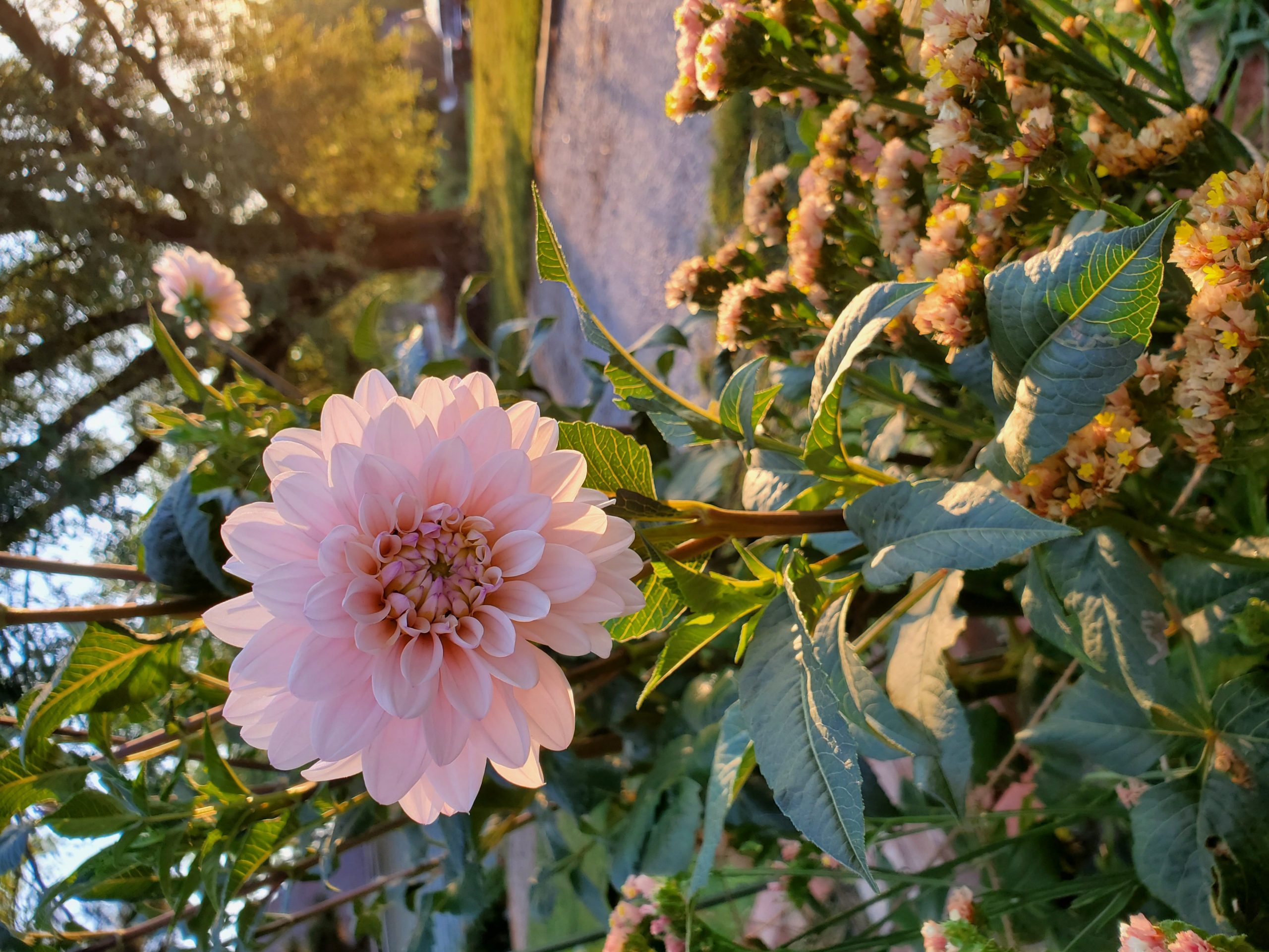 Beautiful dahlia in the morning light