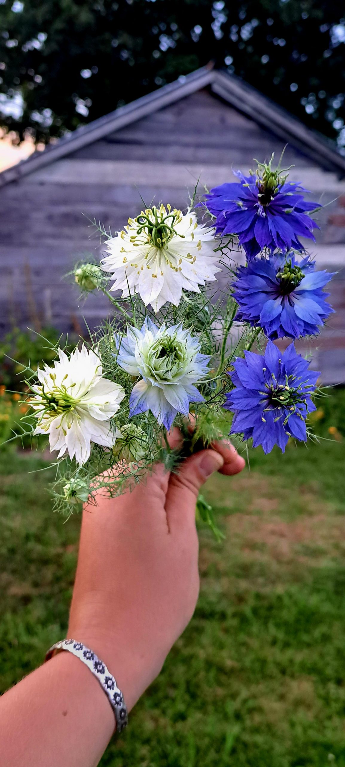 Nigella harvest