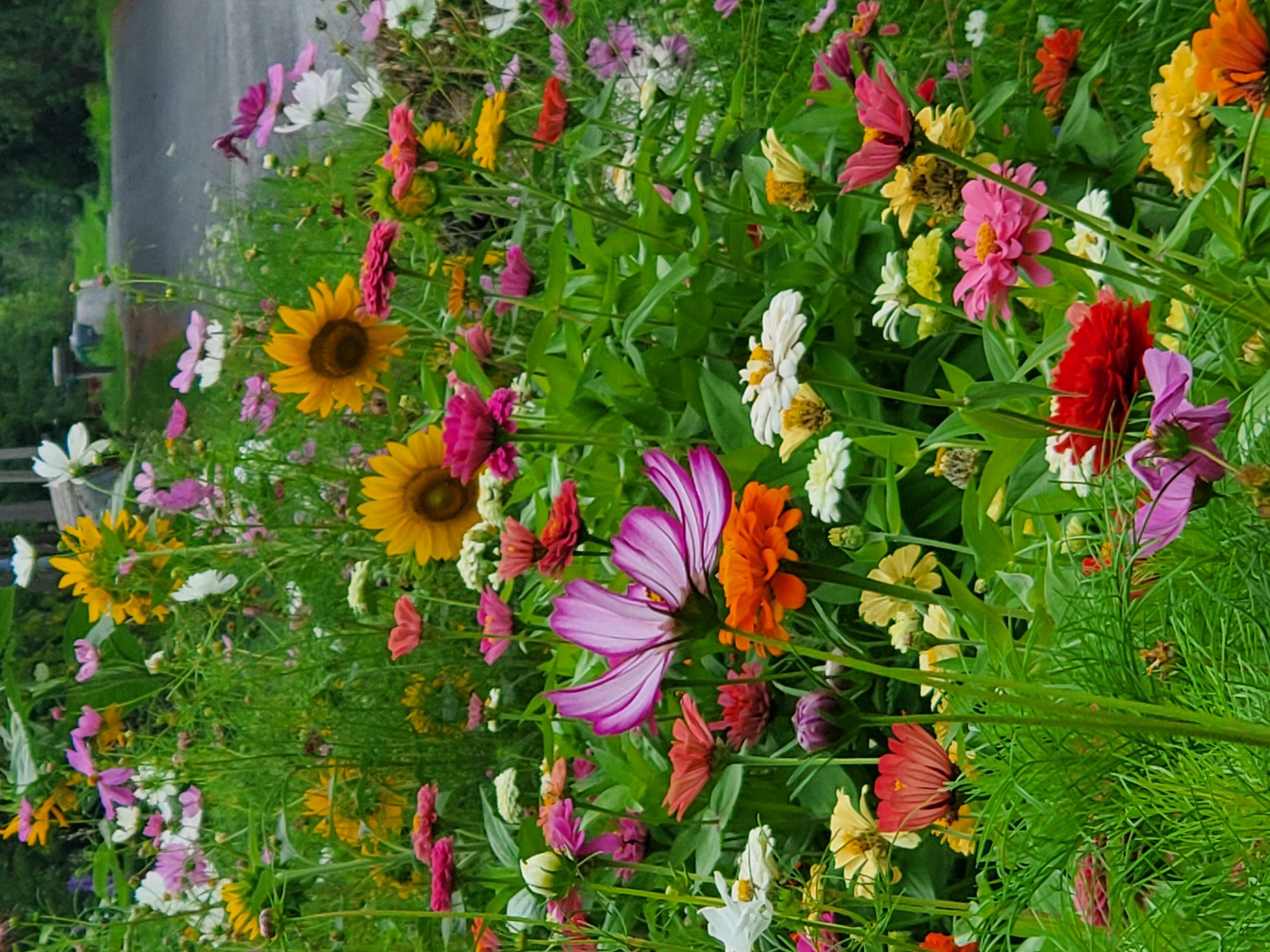 Perennial Wildflower Wonder