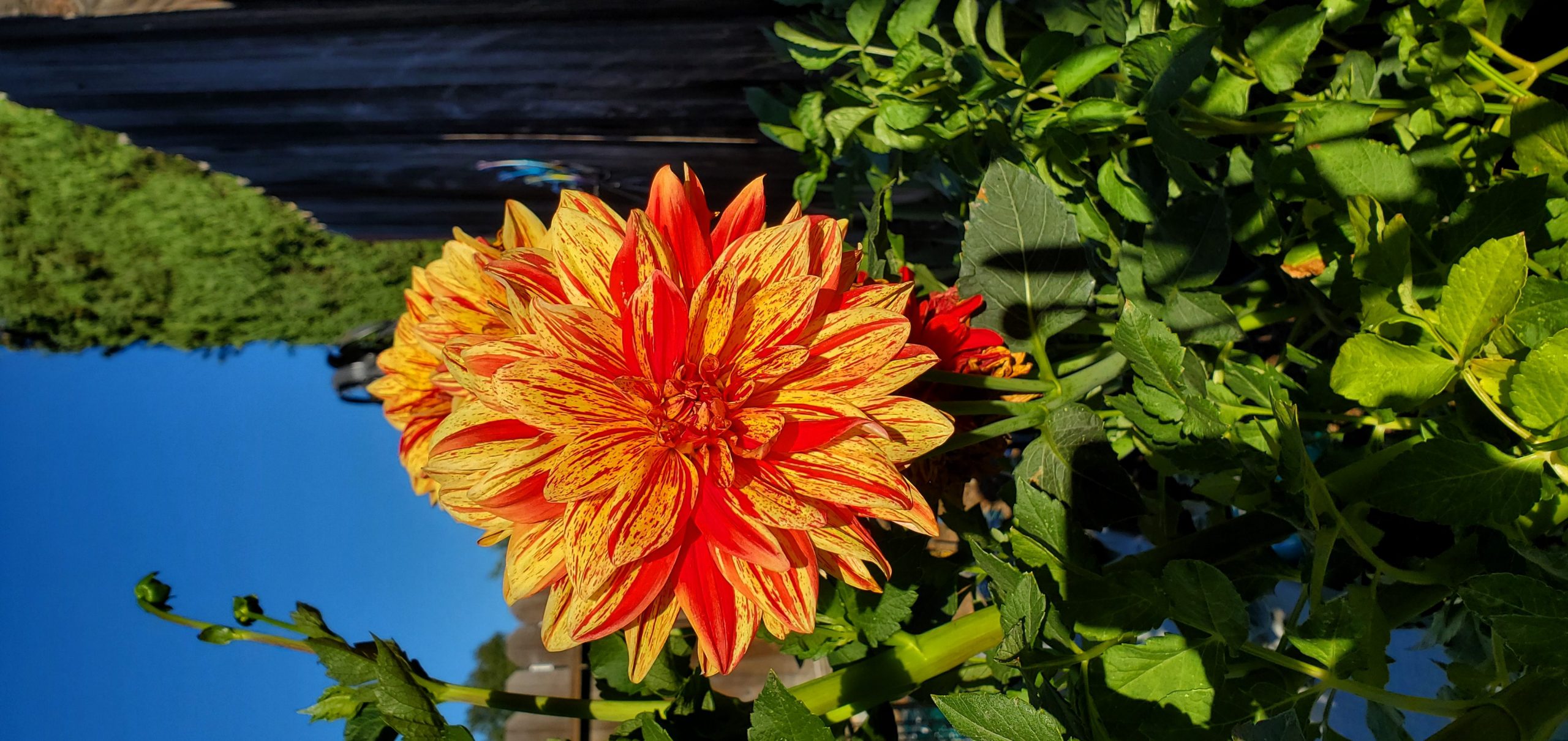 Beautiful Dahlia Sunburst