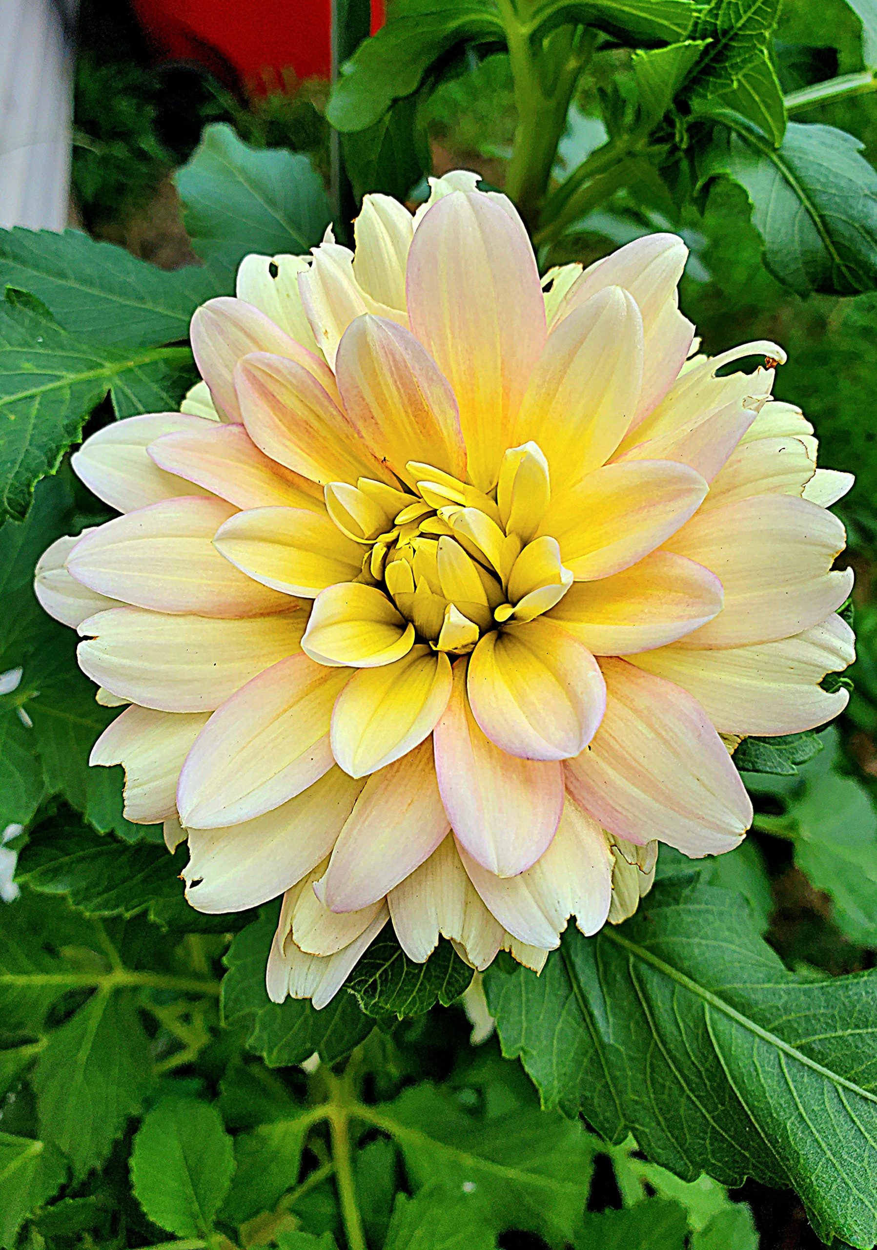 Dahlia