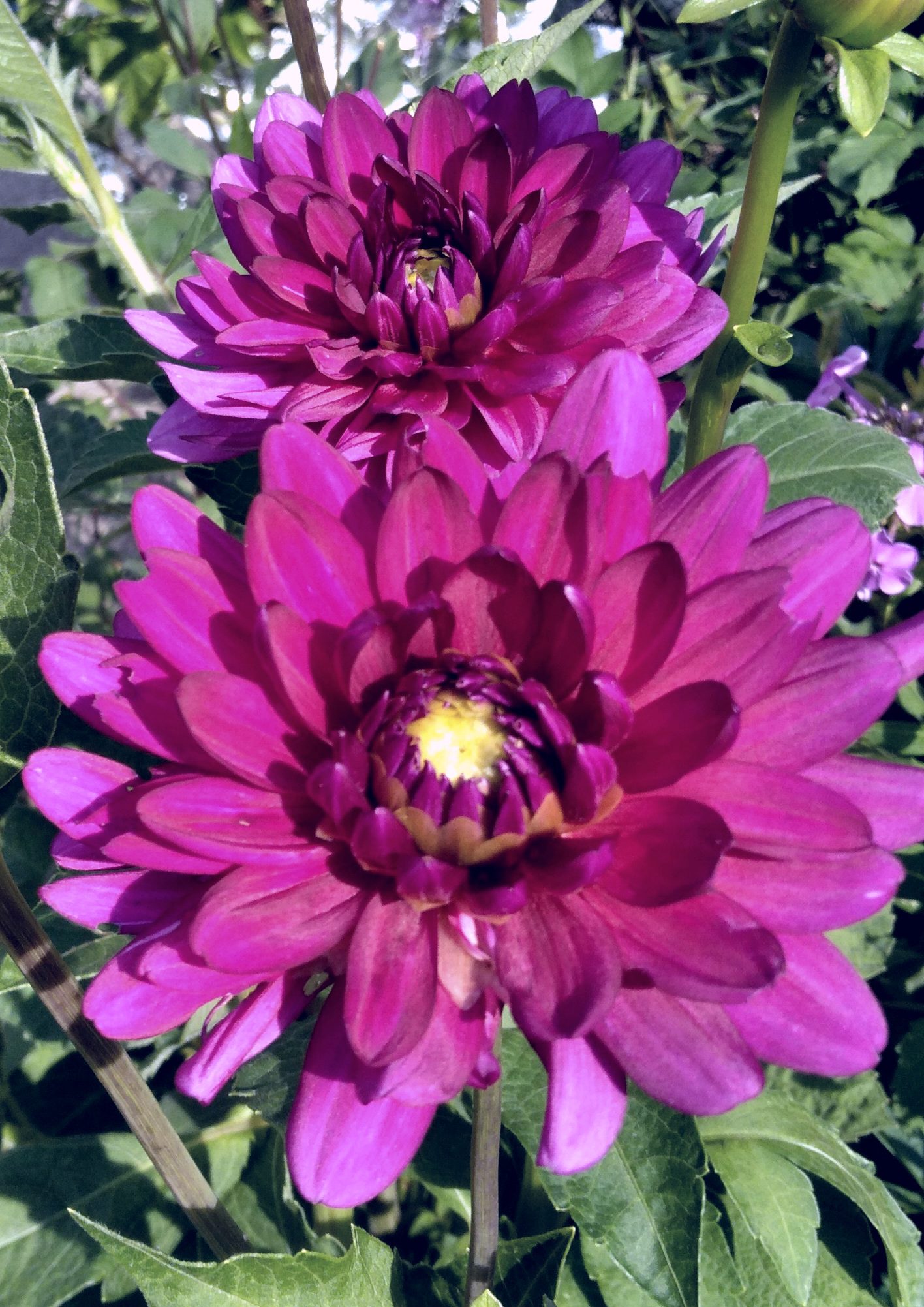 Swing Dance Dahlias Mix