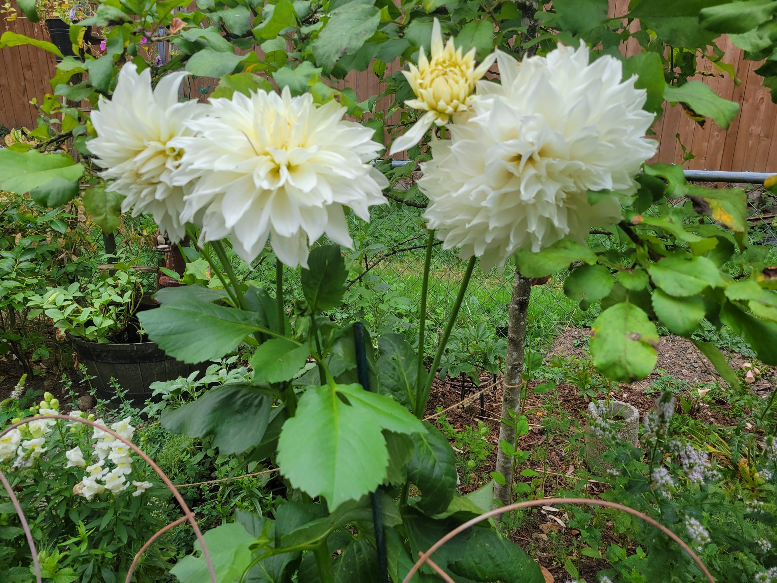 Romance Dahlias in the Cottage Garden