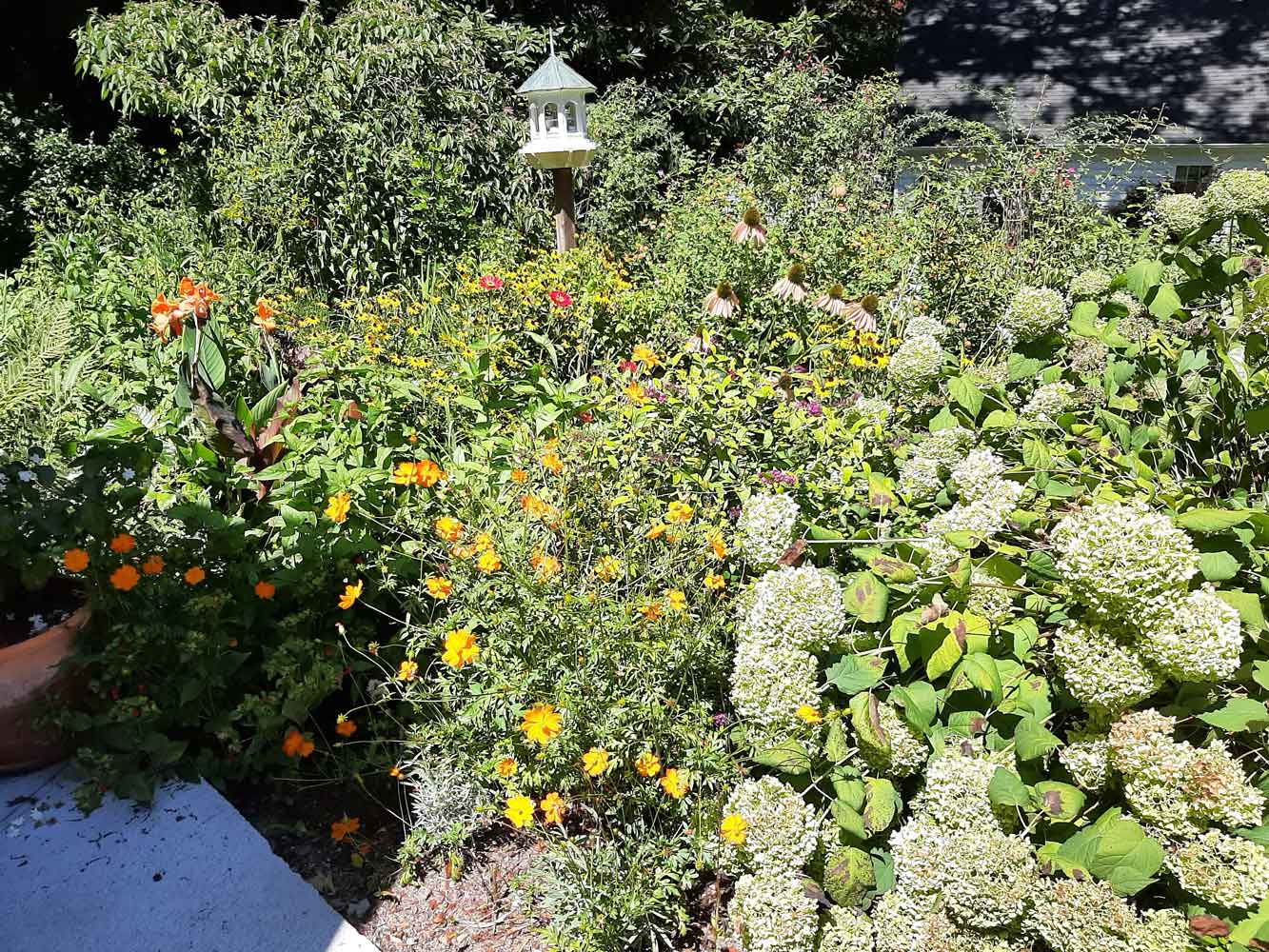 Cosmos and Zinnias