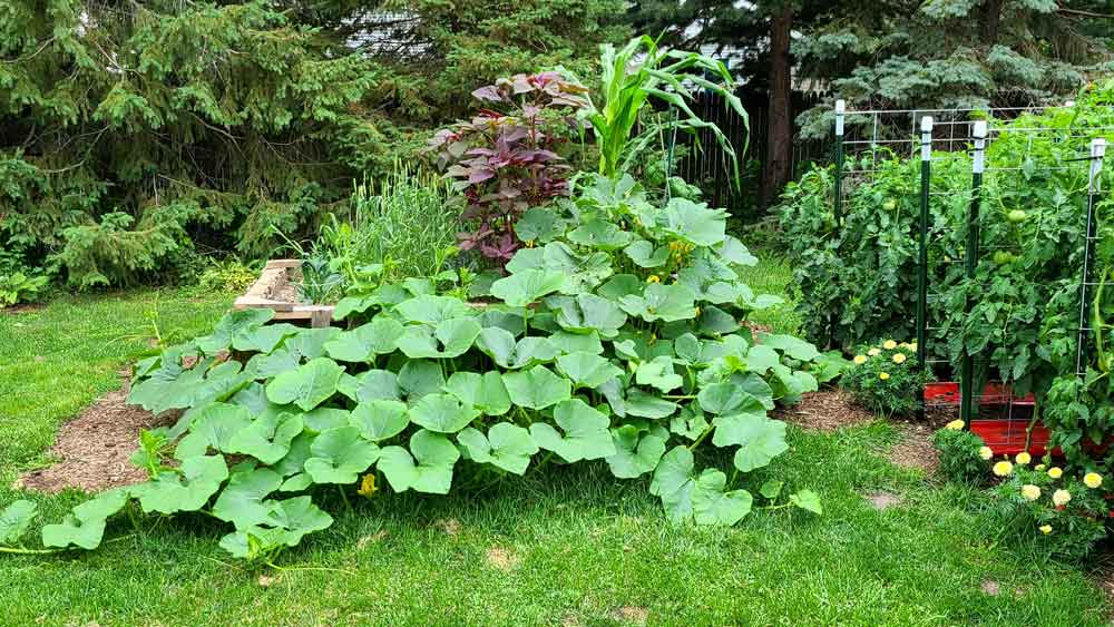 Guatemalan Blue winter squash